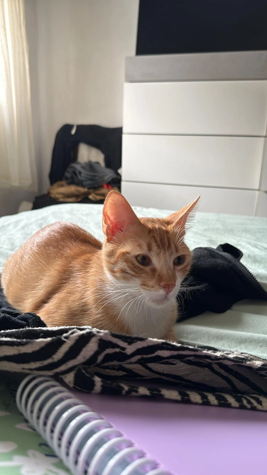 Ron - Txalaka Ibilbidea, Hernani