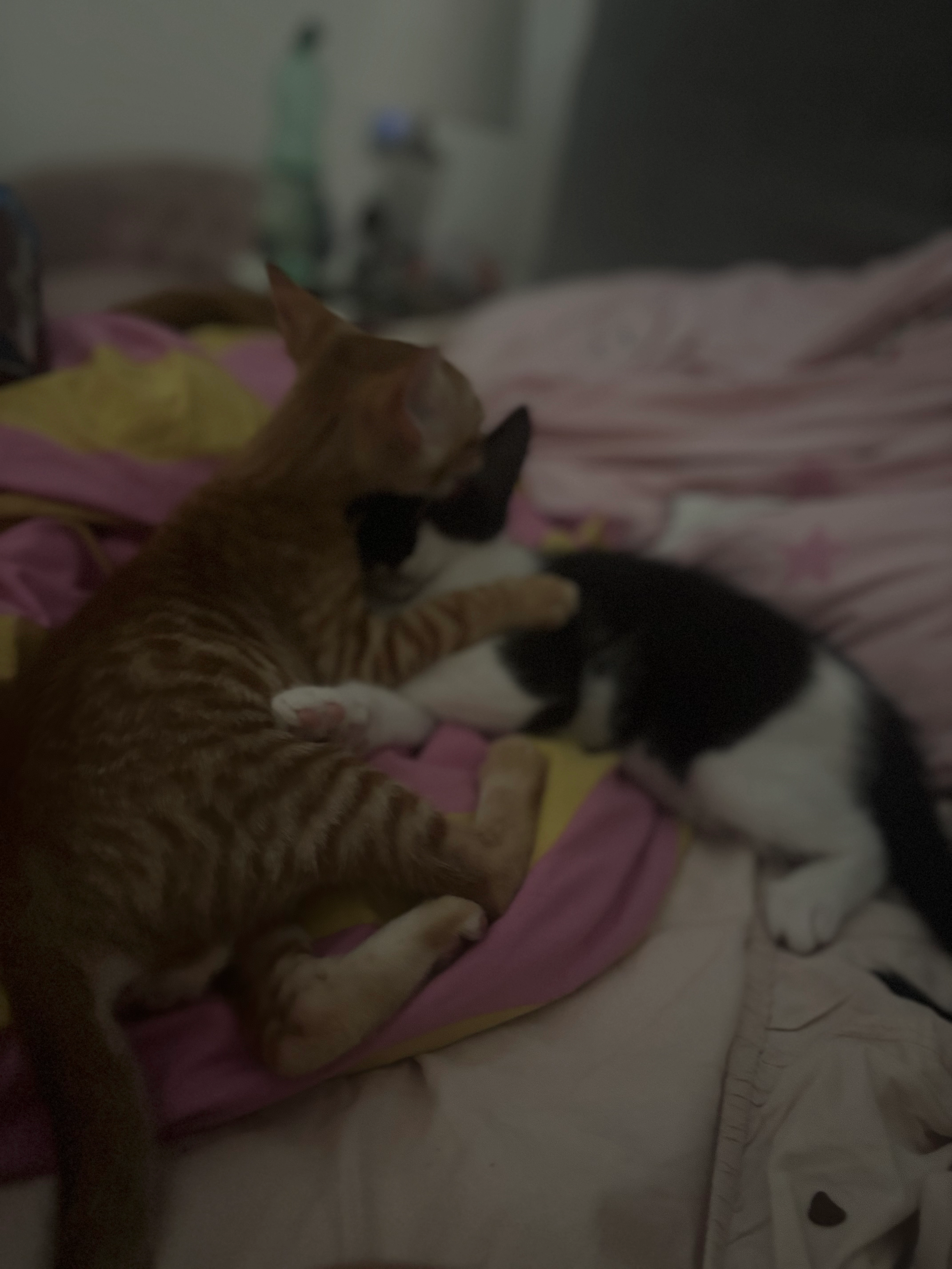 Garfield - Carrer De Sa Tanca D'es Pedregar, Ses Salines