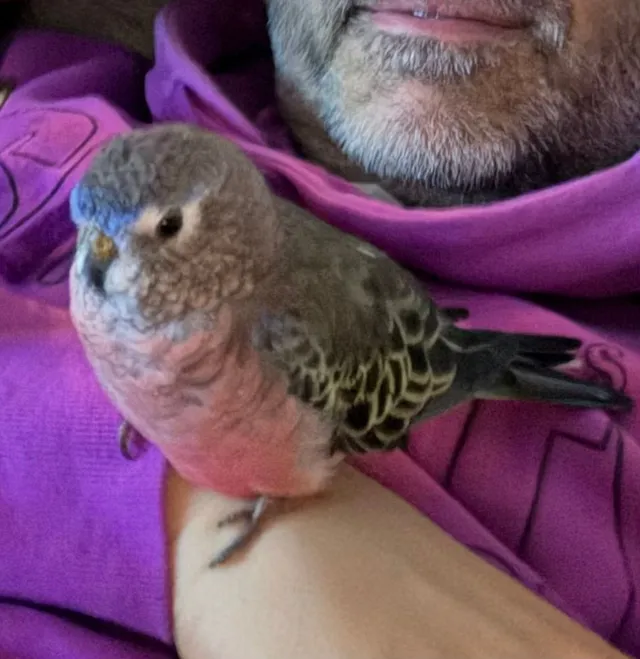 Miki - Willow Green, Borehamwood