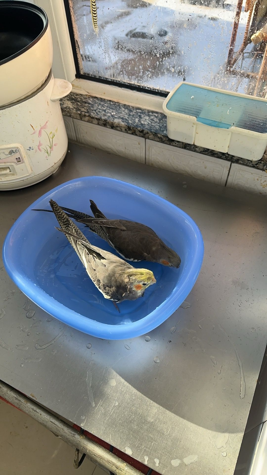 Big face - 113000, Fushun