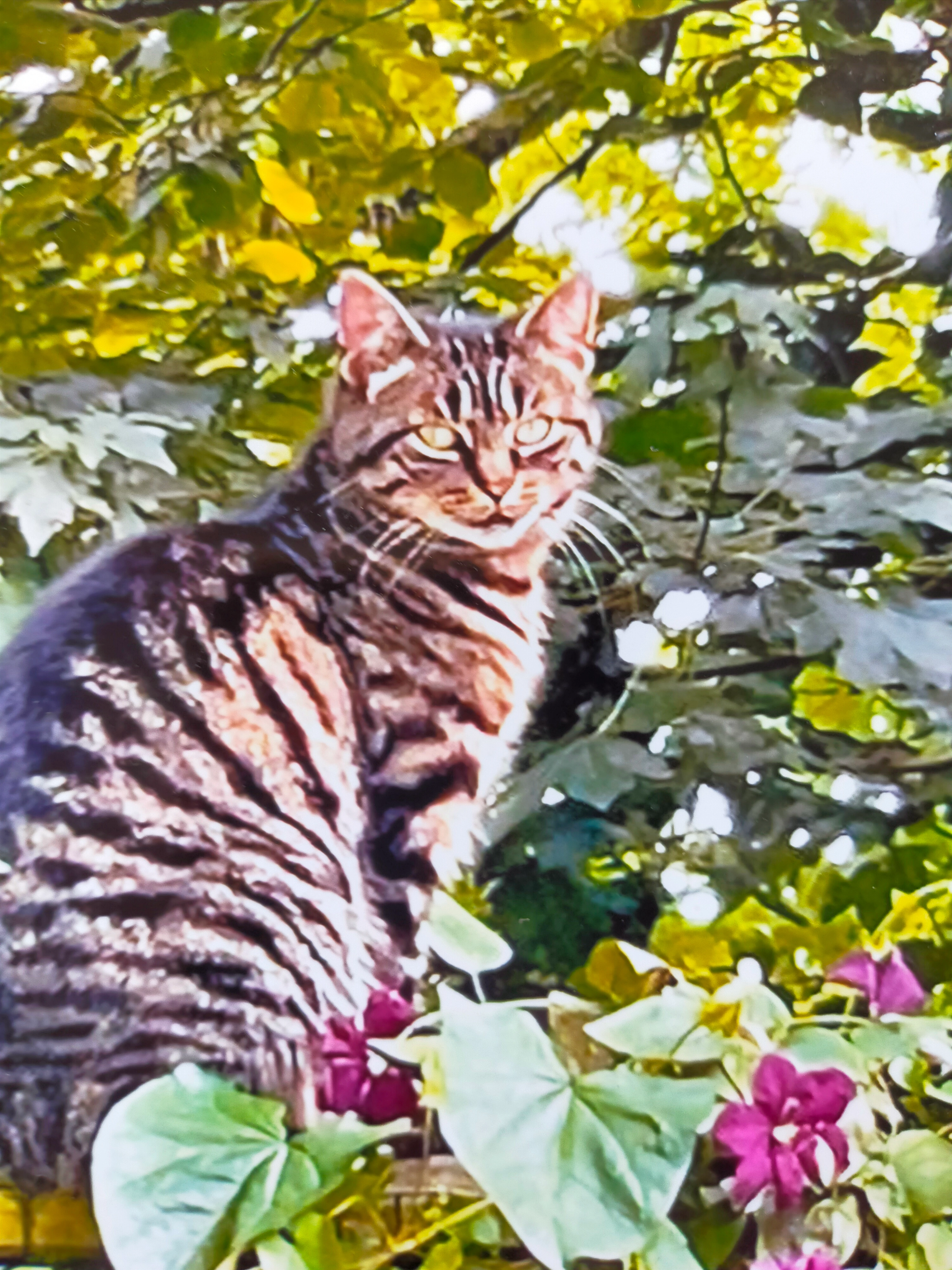 Lulu - Rekerdijk, Alkmaar