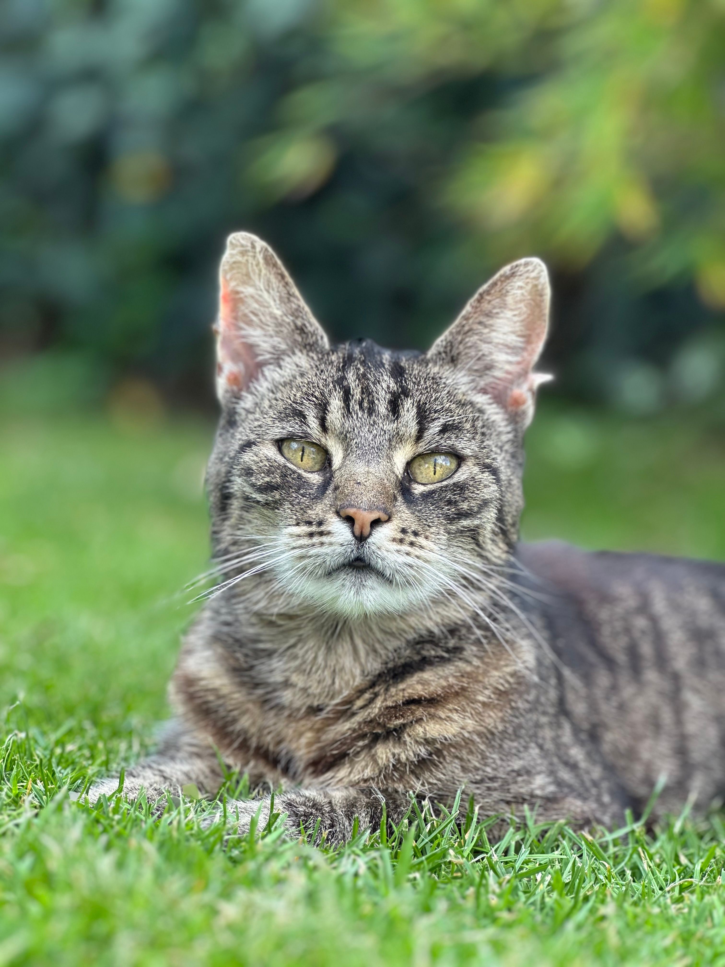 Tiger - Götenweg 5A, Dassendorf