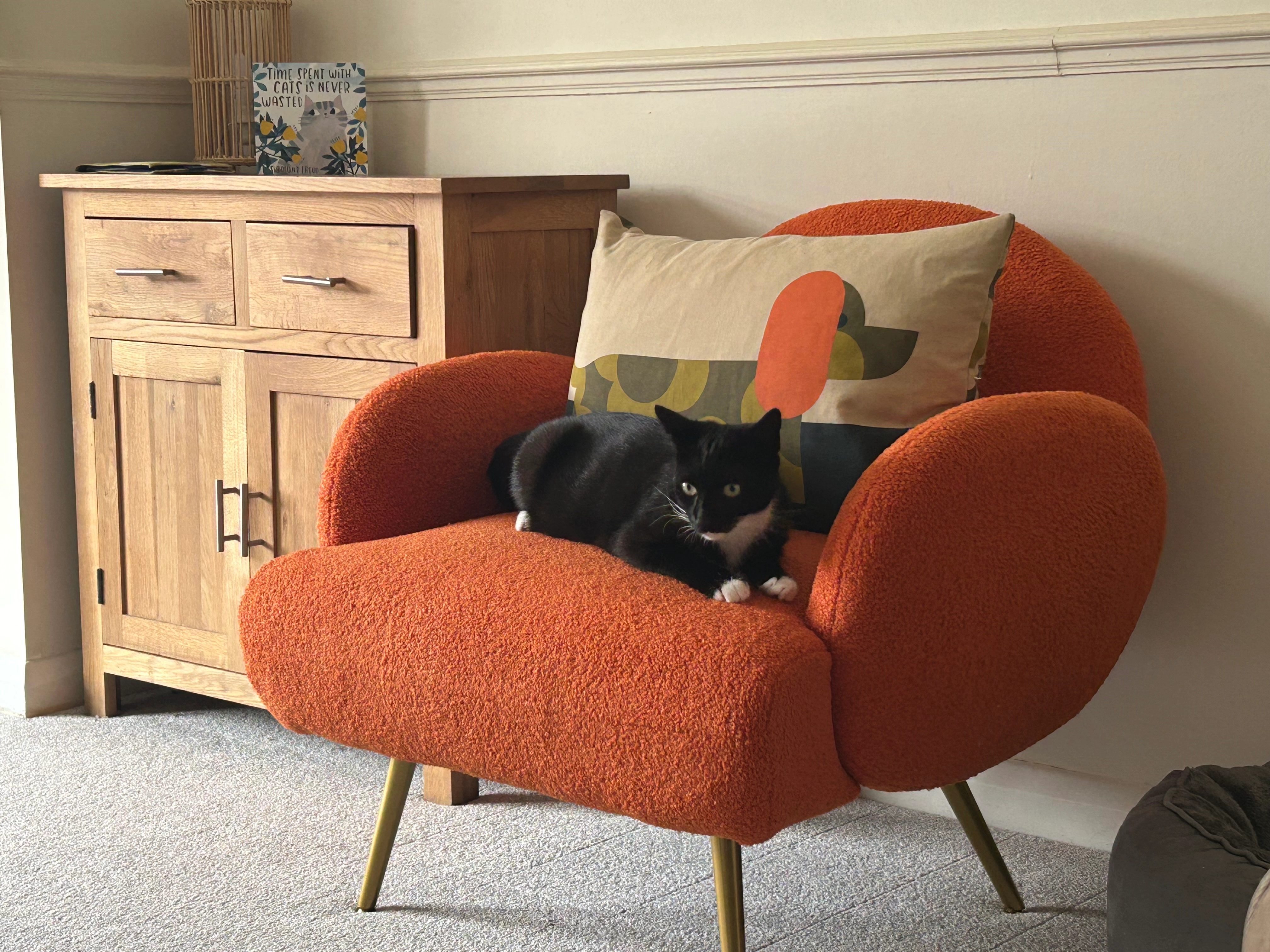 Koda - Marchant Close, Beverley