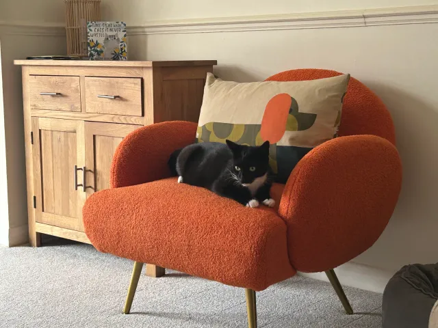 Koda - Marchant Close, Beverley