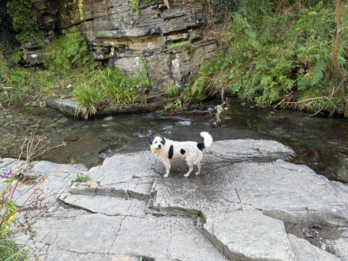 Poppie - Church Road, Chichester