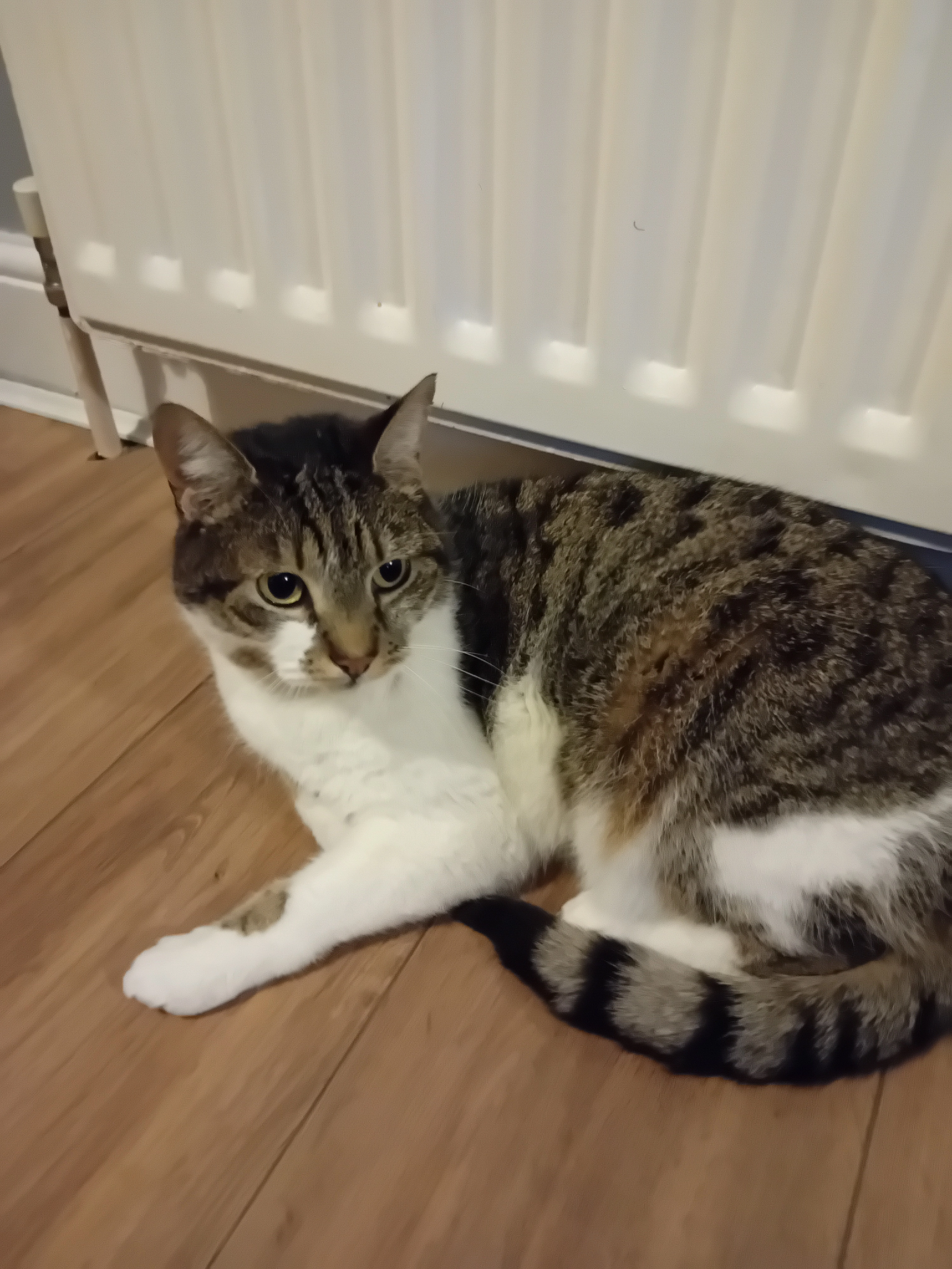 Louis - TS23 4, Billingham