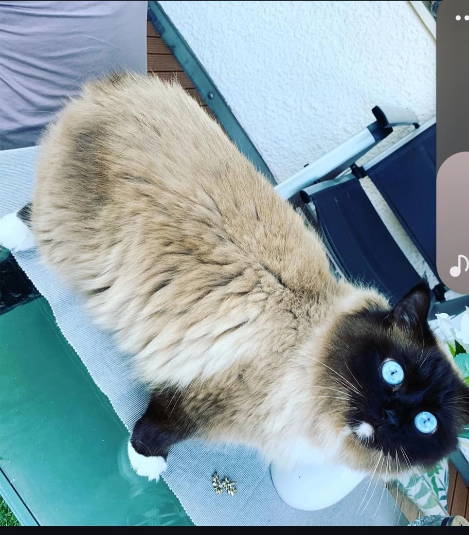 Pusik - Westen, Mallersdorf-Pfaffenberg