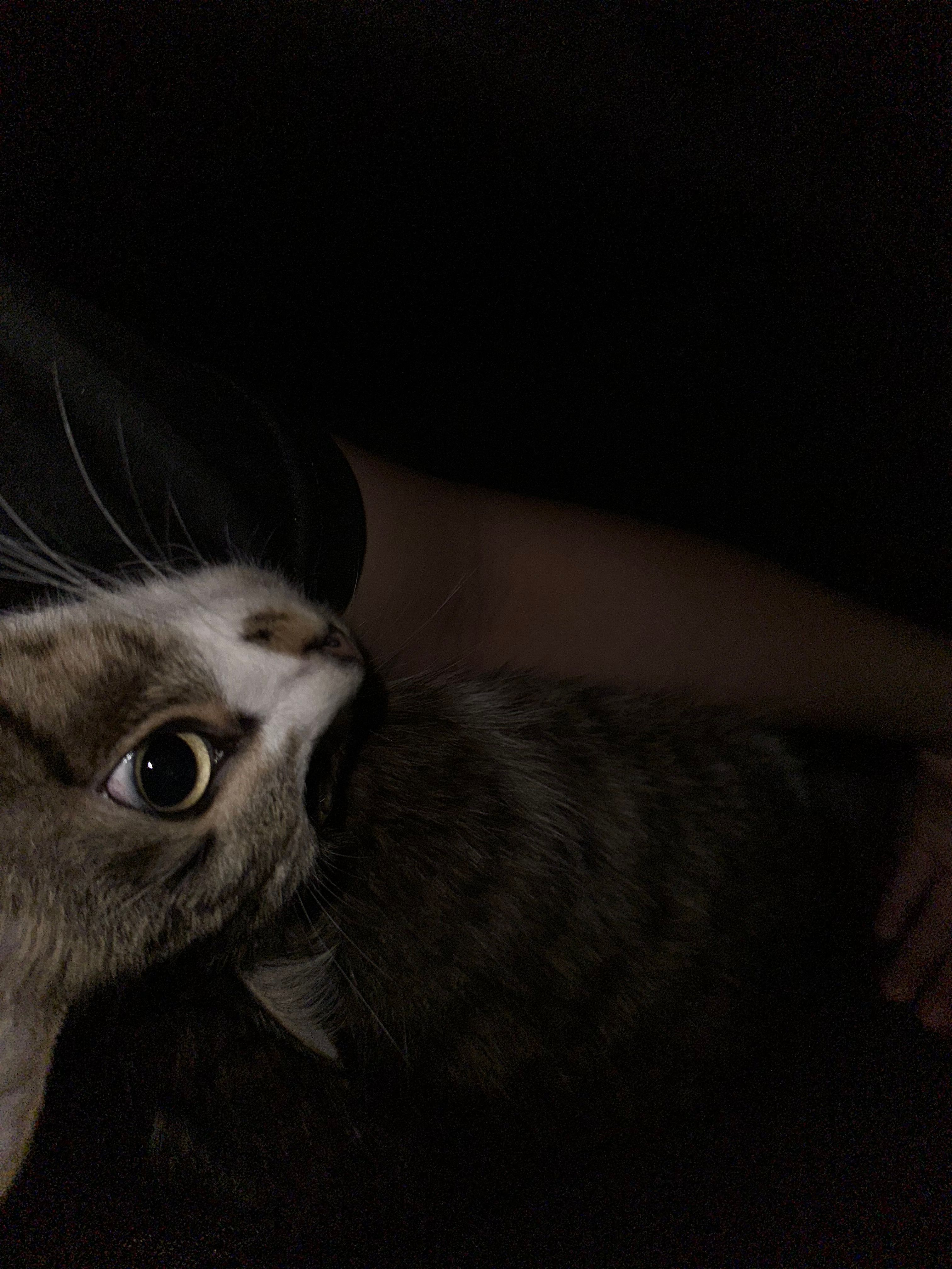 Kitty - 47830, Petaling Jaya