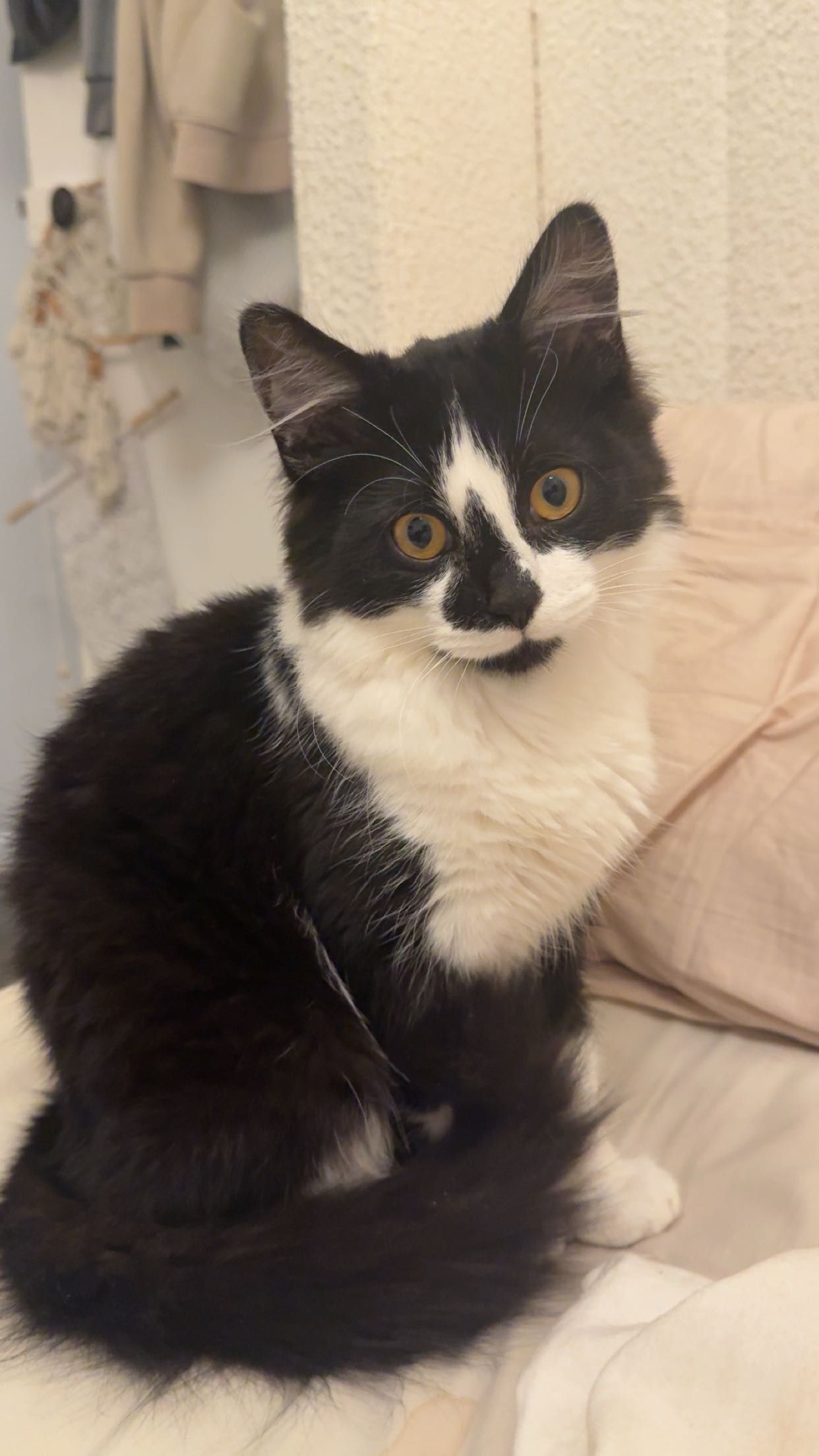 simba - Kingsdown Drive, Stamford