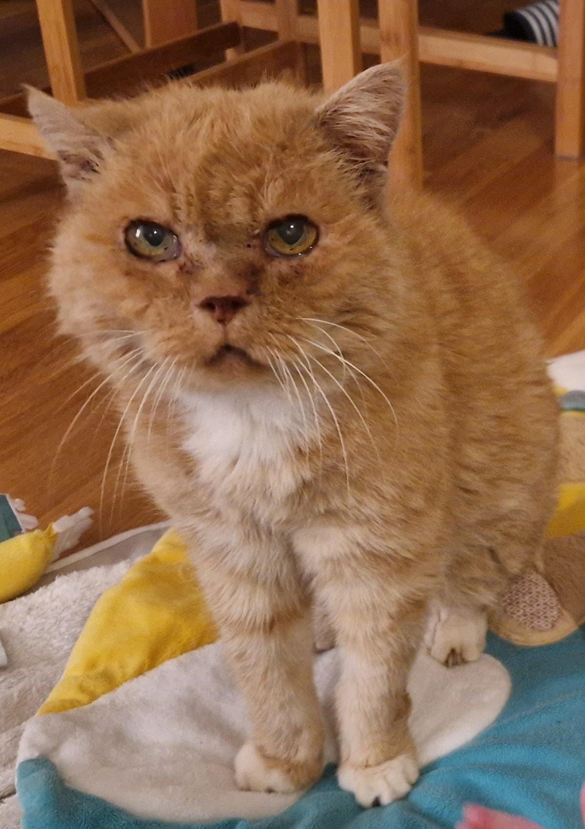 Charlie  - Mies-van-der-Rohe-Straße, Potsdam