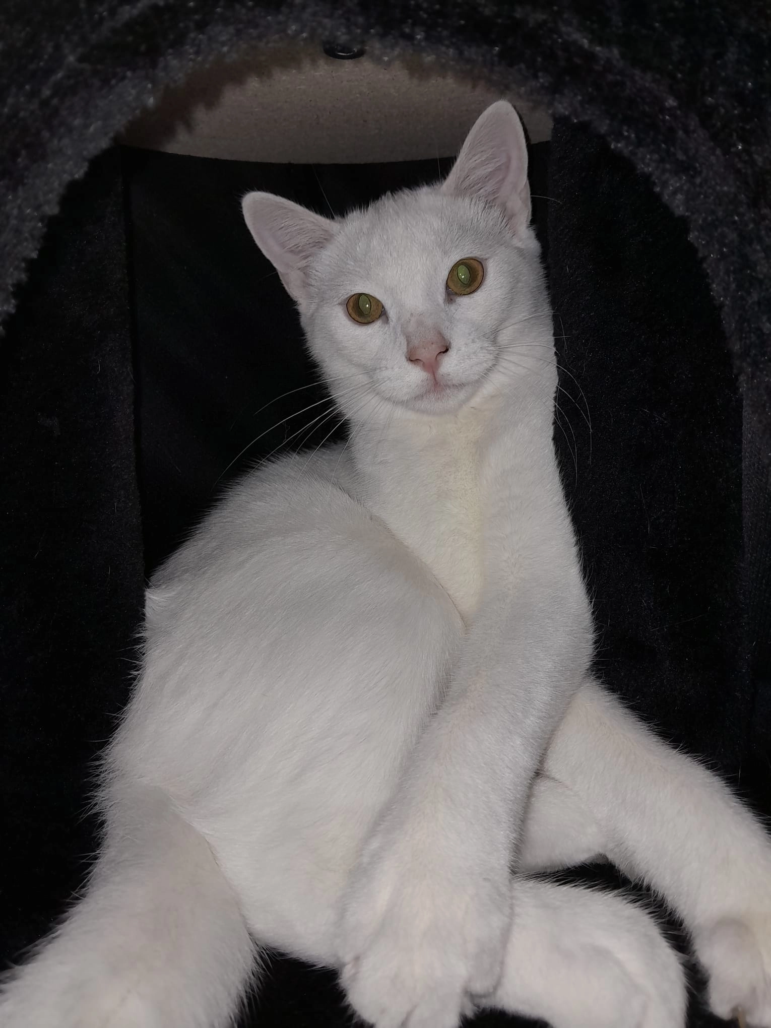 Willow - Avenue Du 14 Juillet, Sonzay