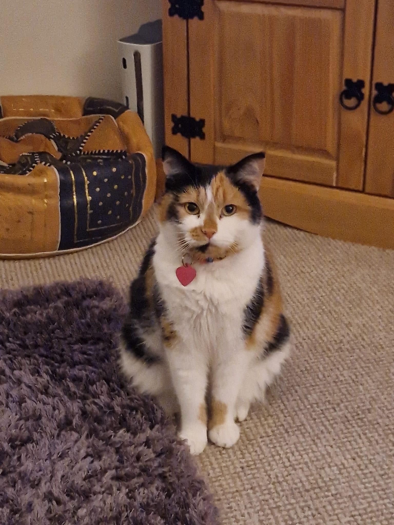 Lola - Mason Gardens, King's Lynn