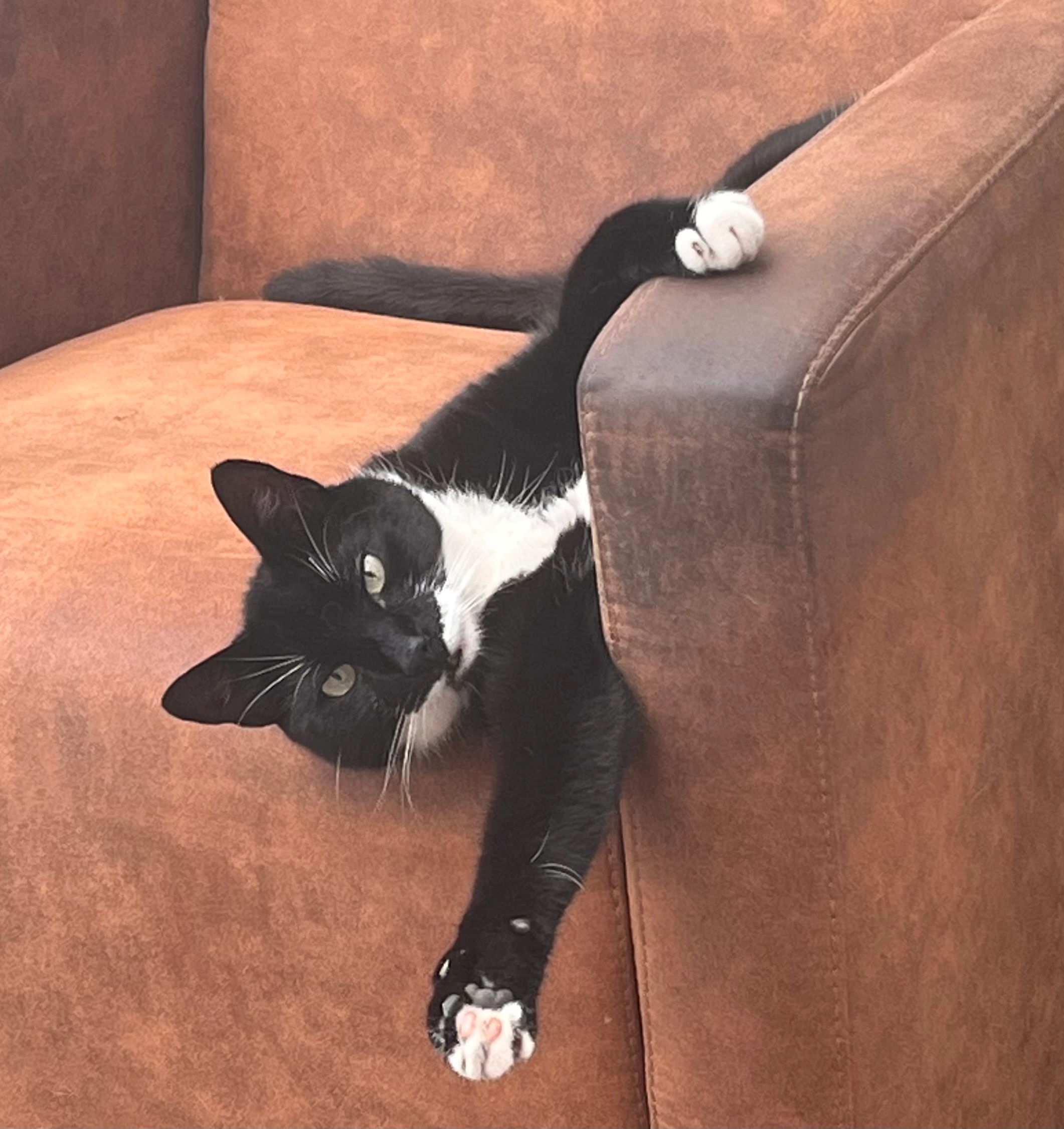 Mickey - Drieboomlaan, Hoorn