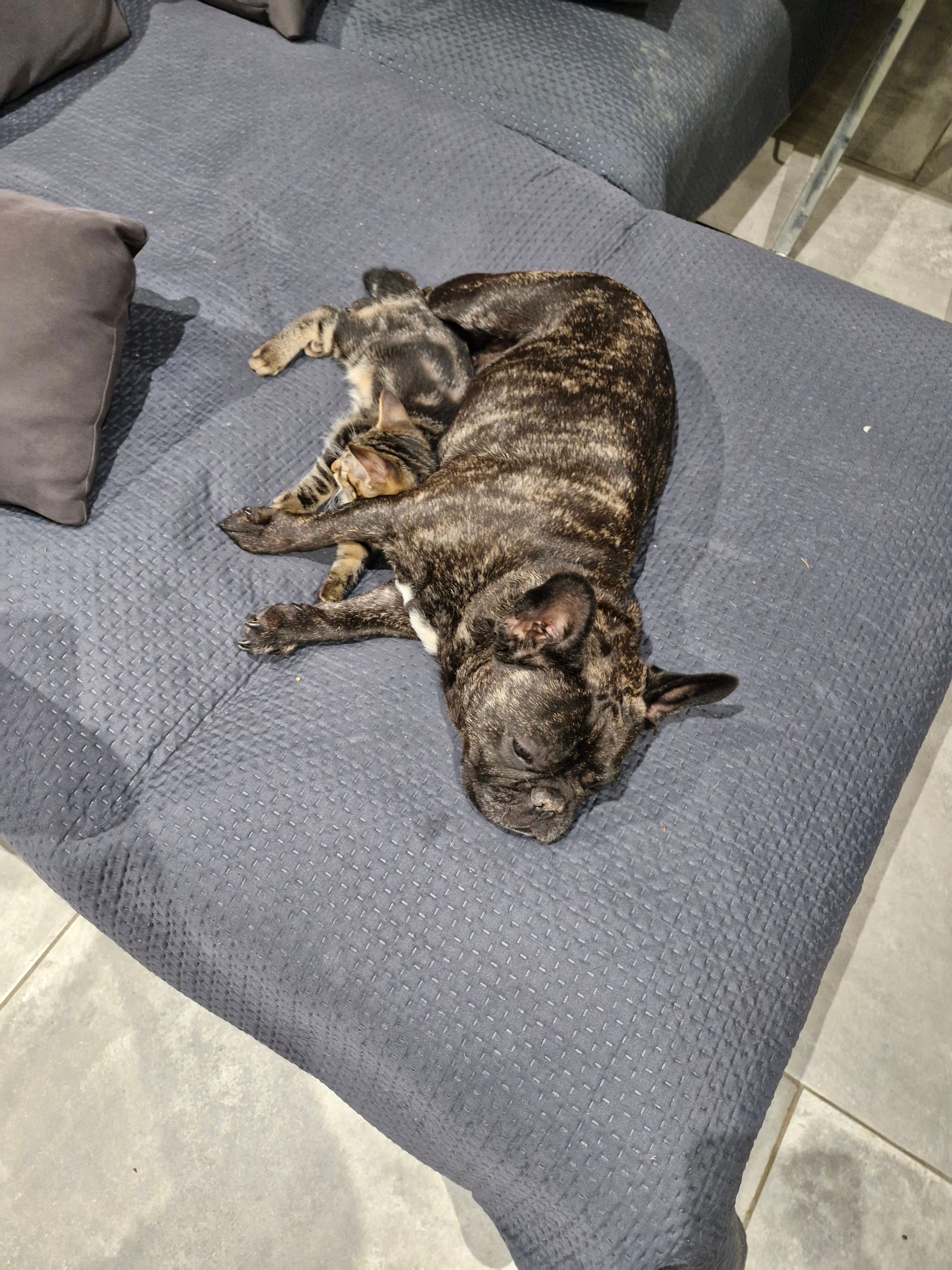 Kaina - Avenue Des Monocotylédones, Hyères