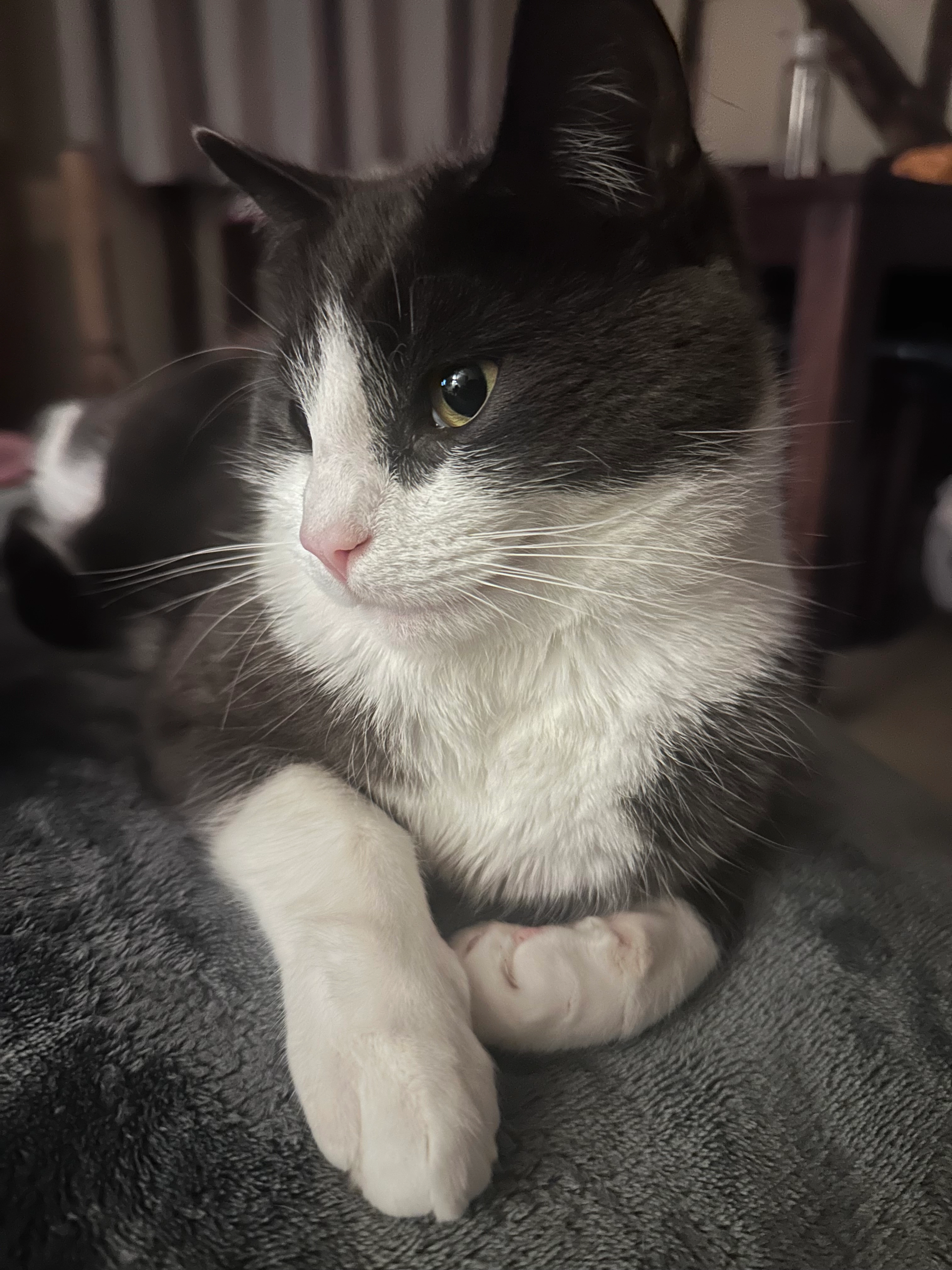 Ozzy - Mill Street, Maidstone