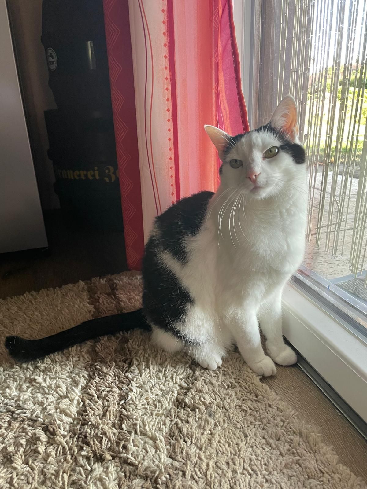 Shadow - Blumenstraße, Gundelsheim