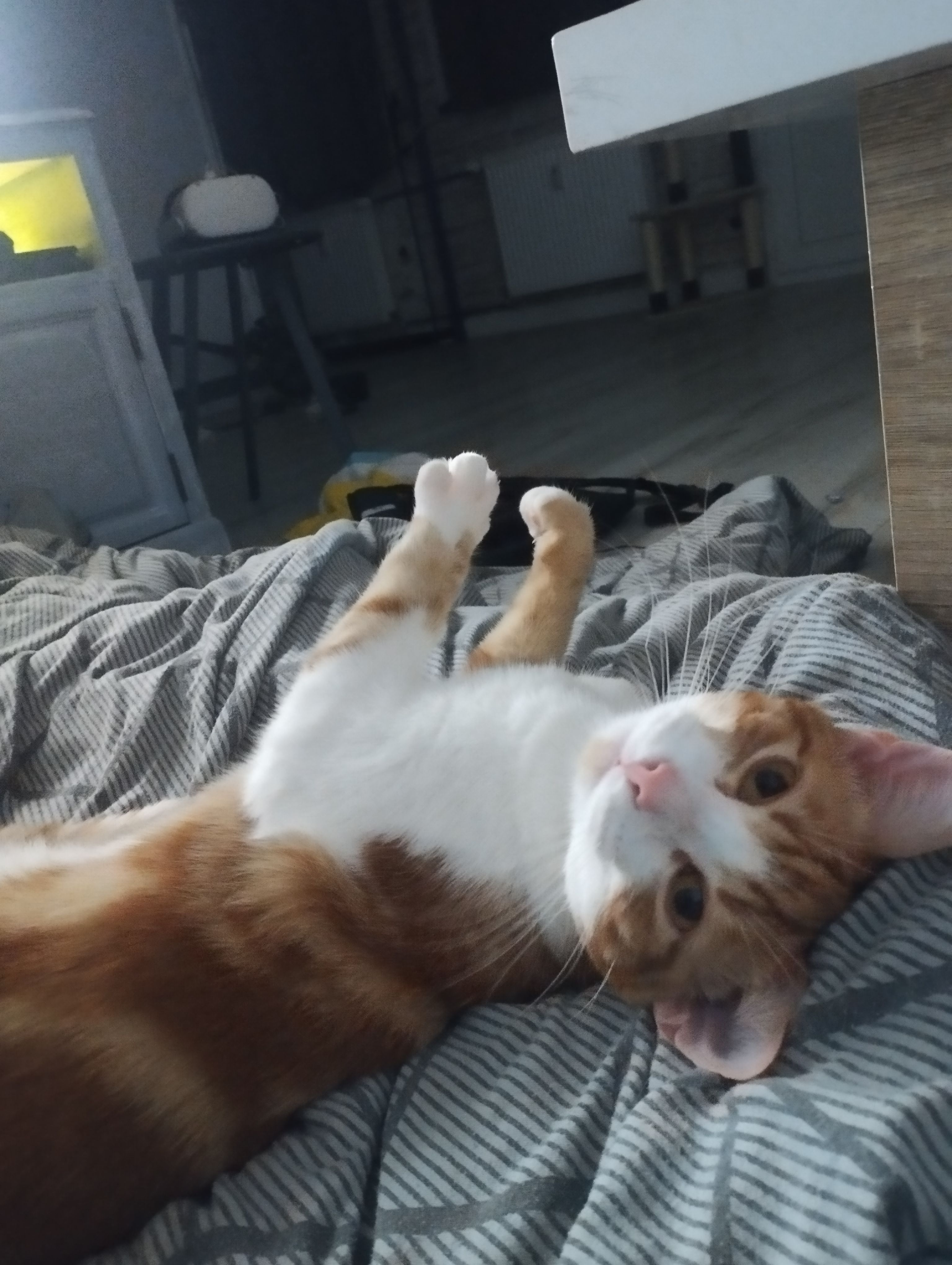 Velvet - 44 Rue des Roches, Mondeville