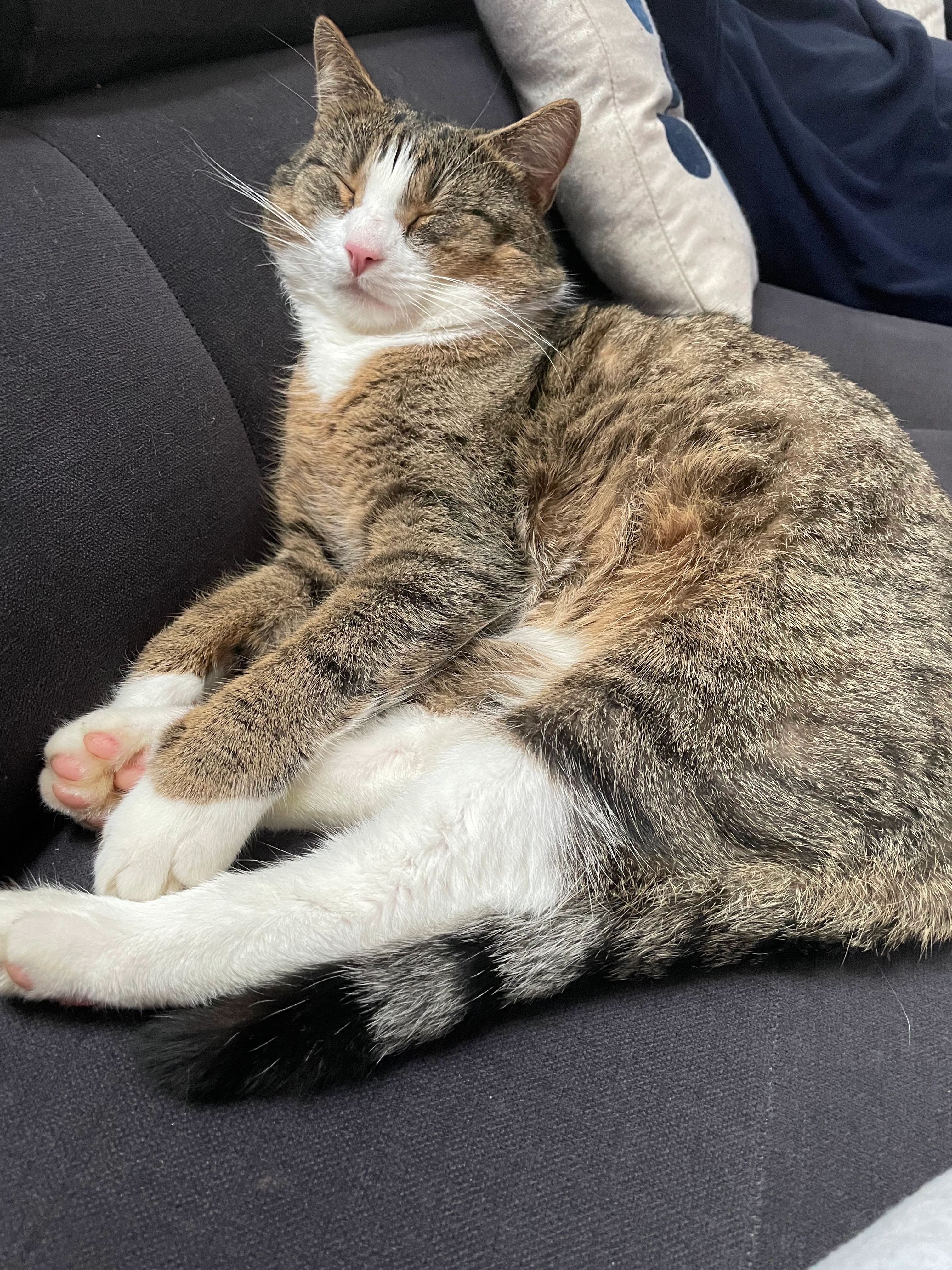 Krümel  - Zum Dorfanger, Angermünde