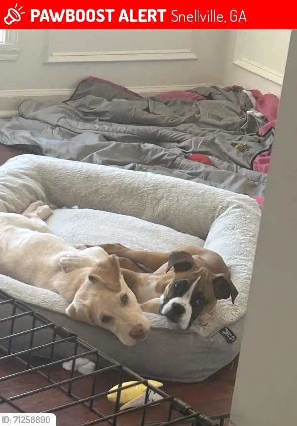 Gunner and Dahlia - Commons View Circle, Snellville