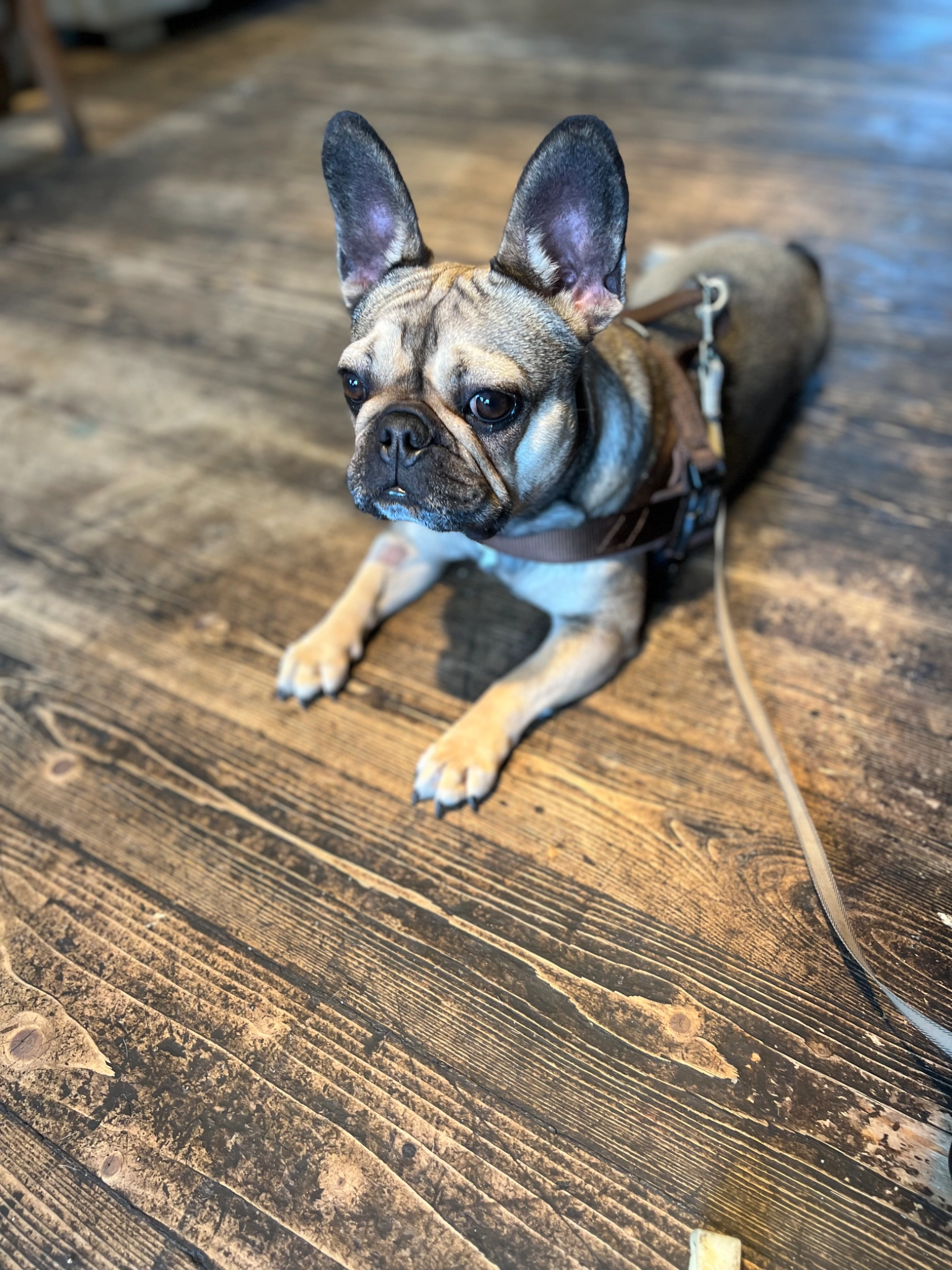 Soul - la Pauquié, Saint-Julien-du-Puy Frankrijk 