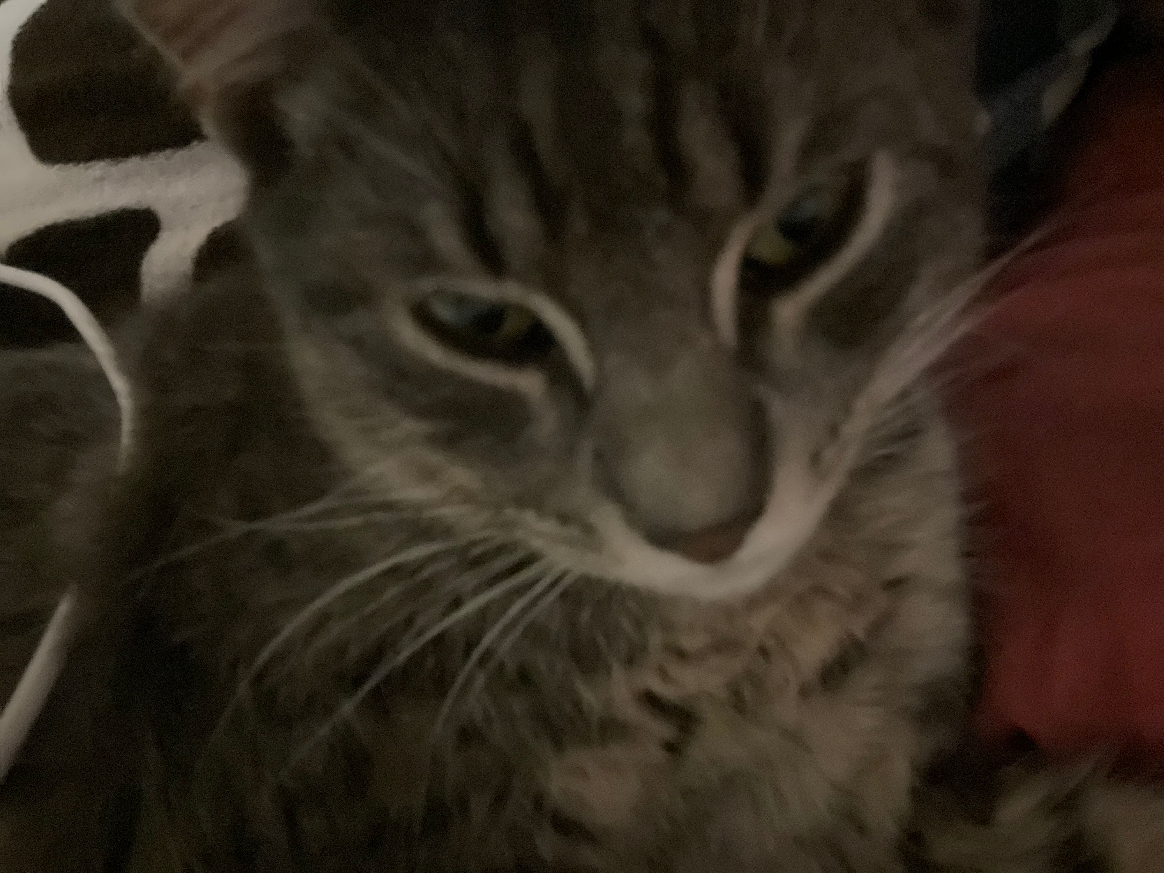 Chamberlain - Bulevardul Moscova, Chișinău