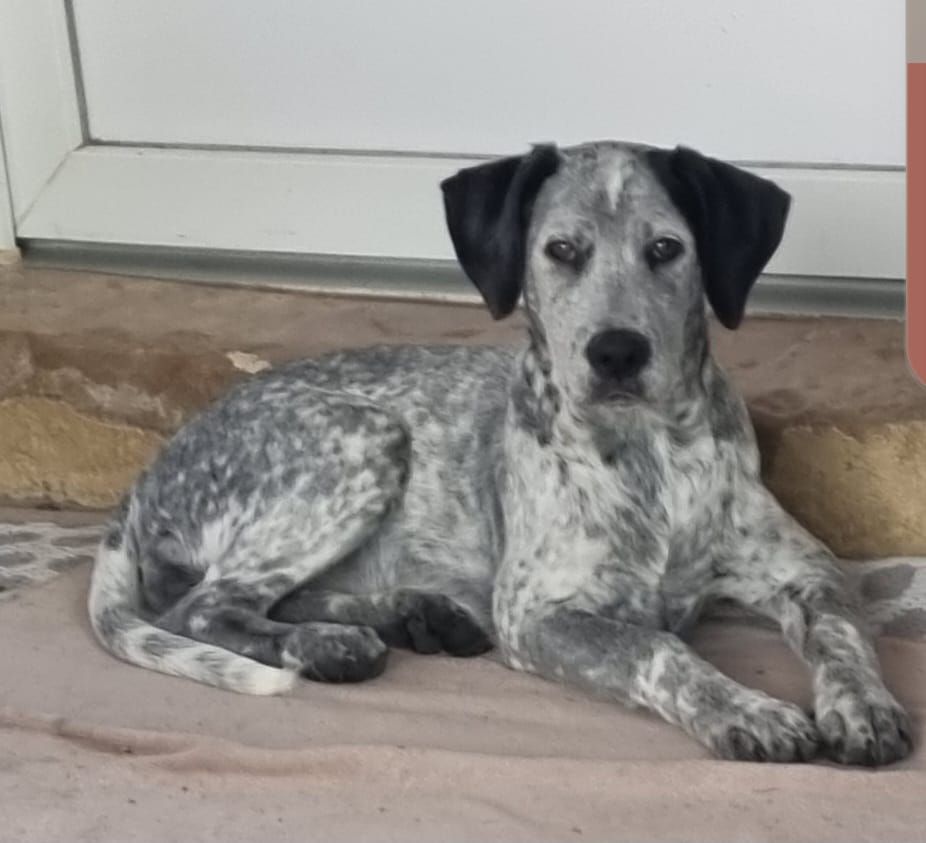 VIANNE DIT TIA - Chemin De La Coussère, Moncrabeau