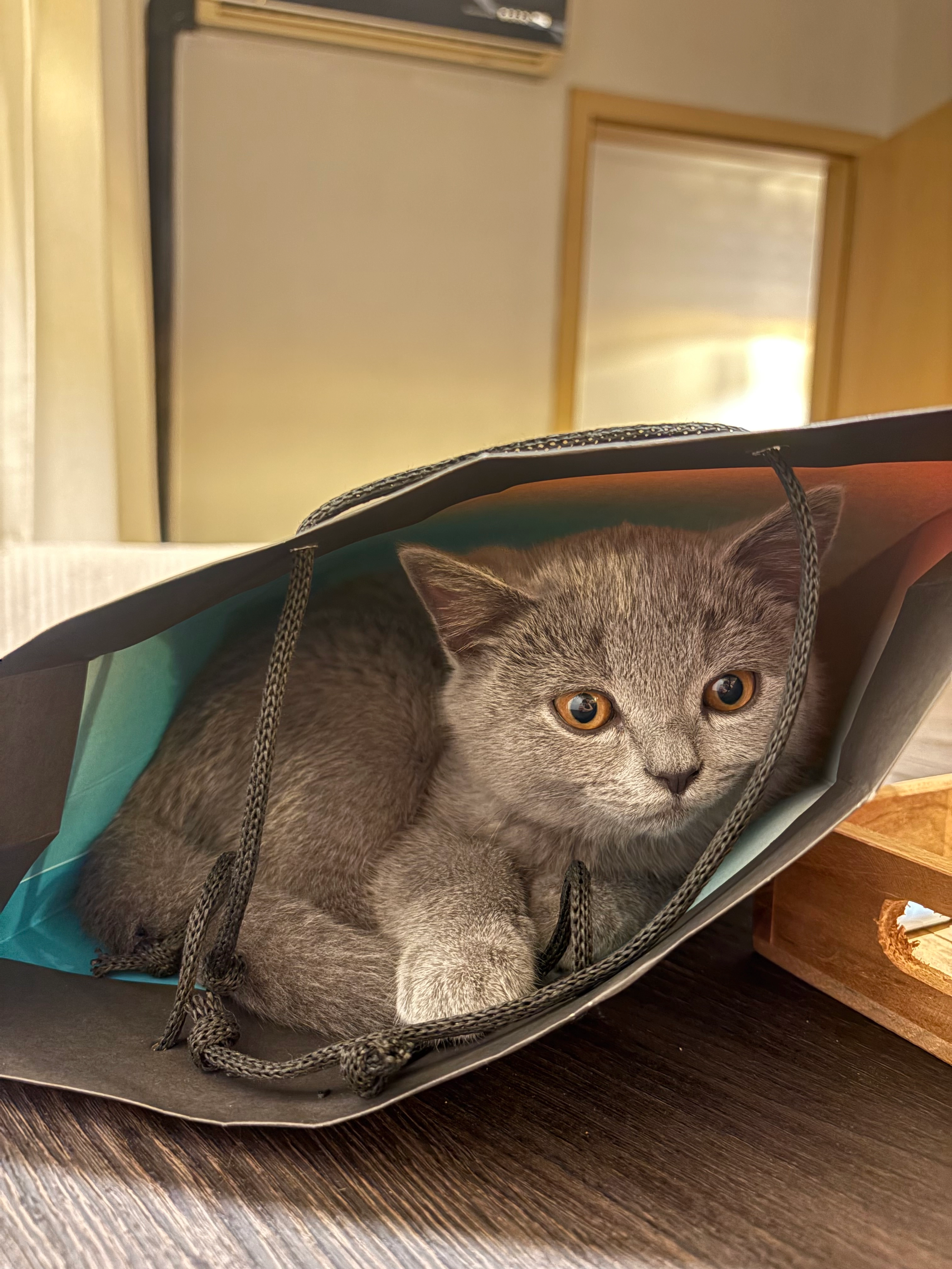 Tommy  - 5300, Andenne