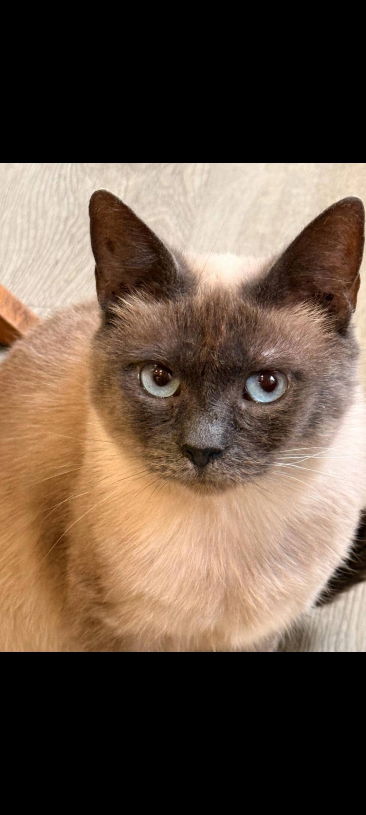 Lady (fifille) - Chaussée Brunehault, Herstal