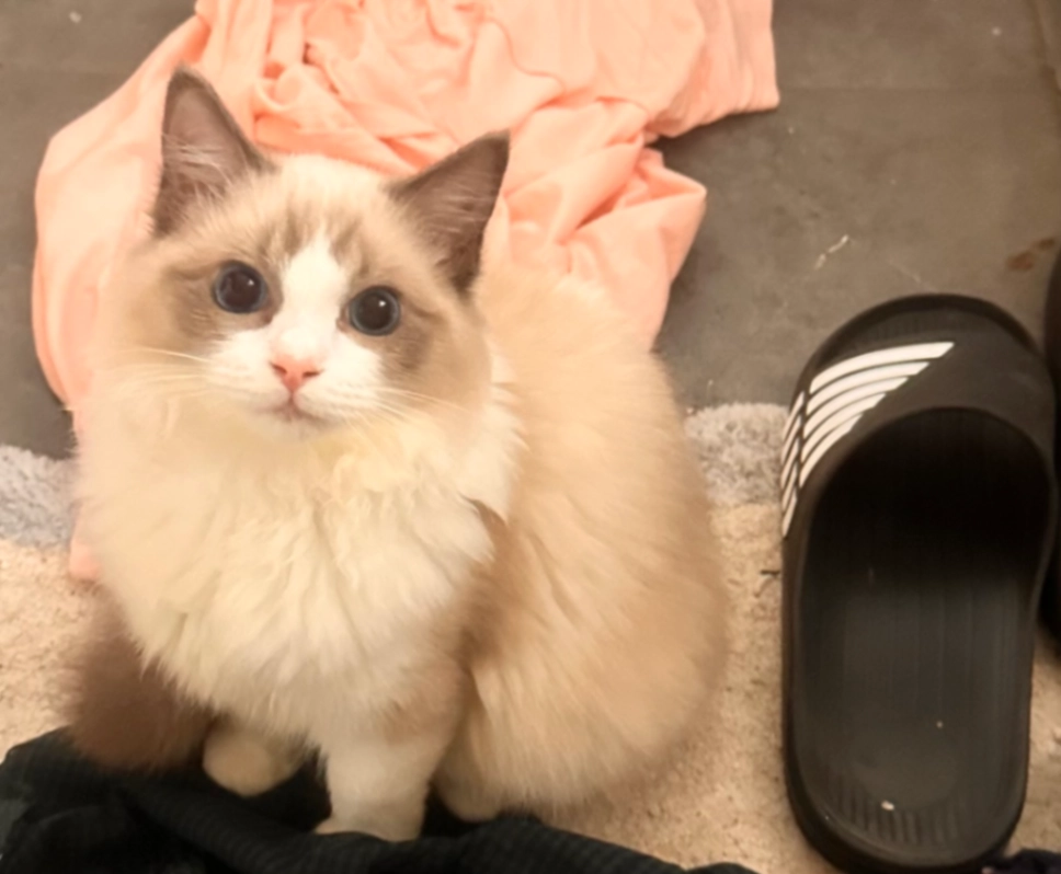 Ali - 19 Broadlea Terrace, Leeds