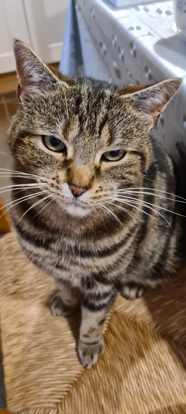 Squeaky - Great Bowden Road, Market Harborough