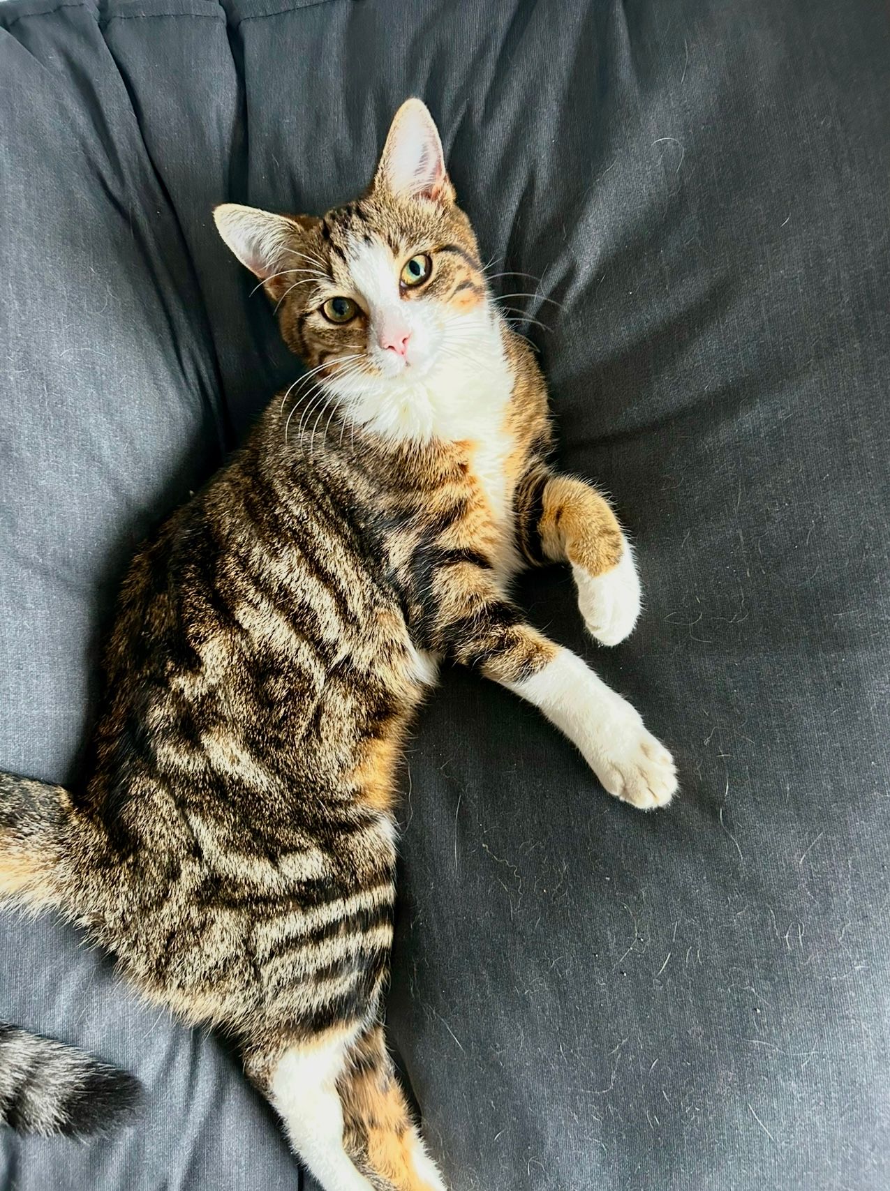 Misty - Kolibrievlinder, Den Burg