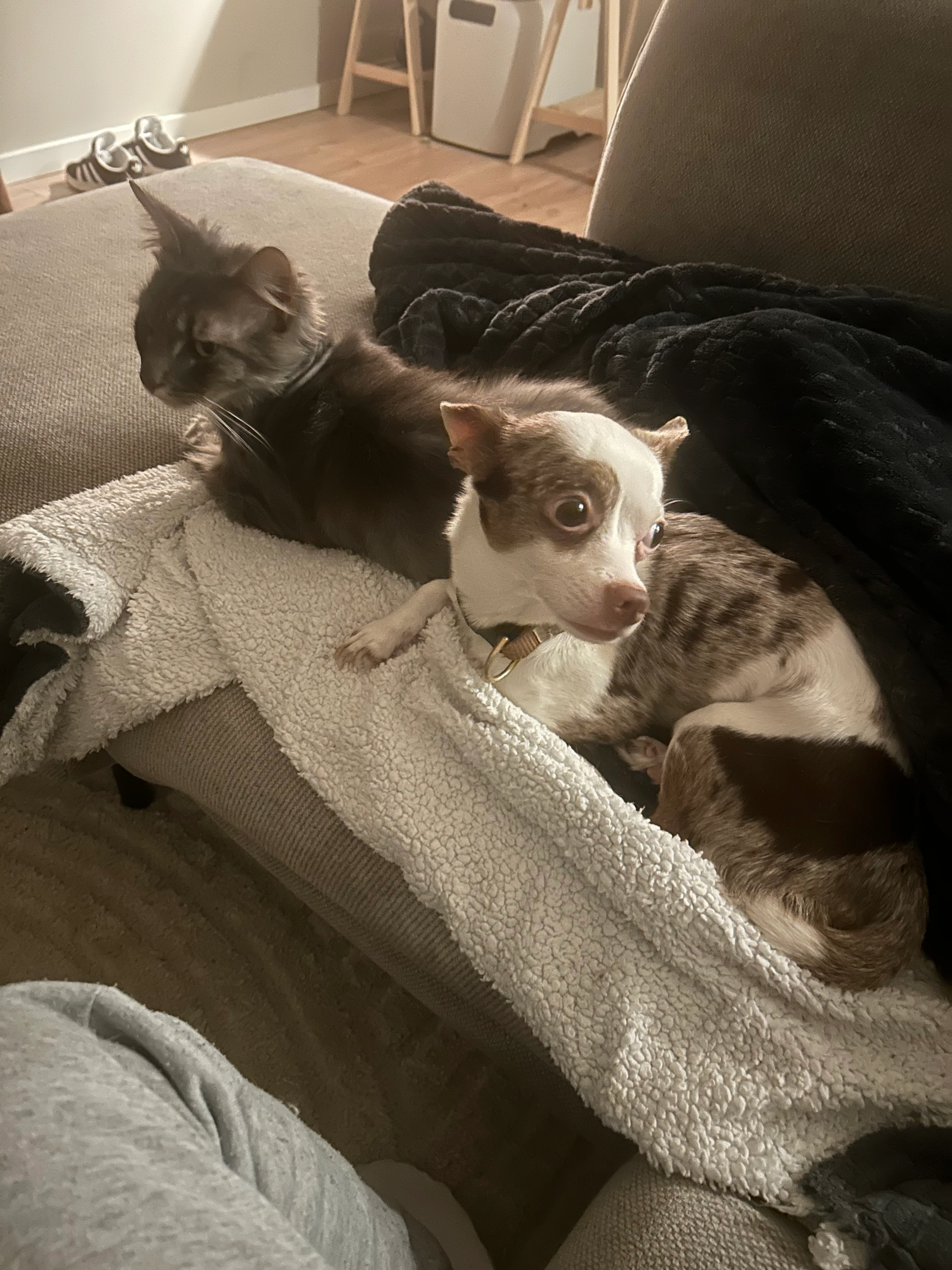 Boris - Schutstraatje, Budel