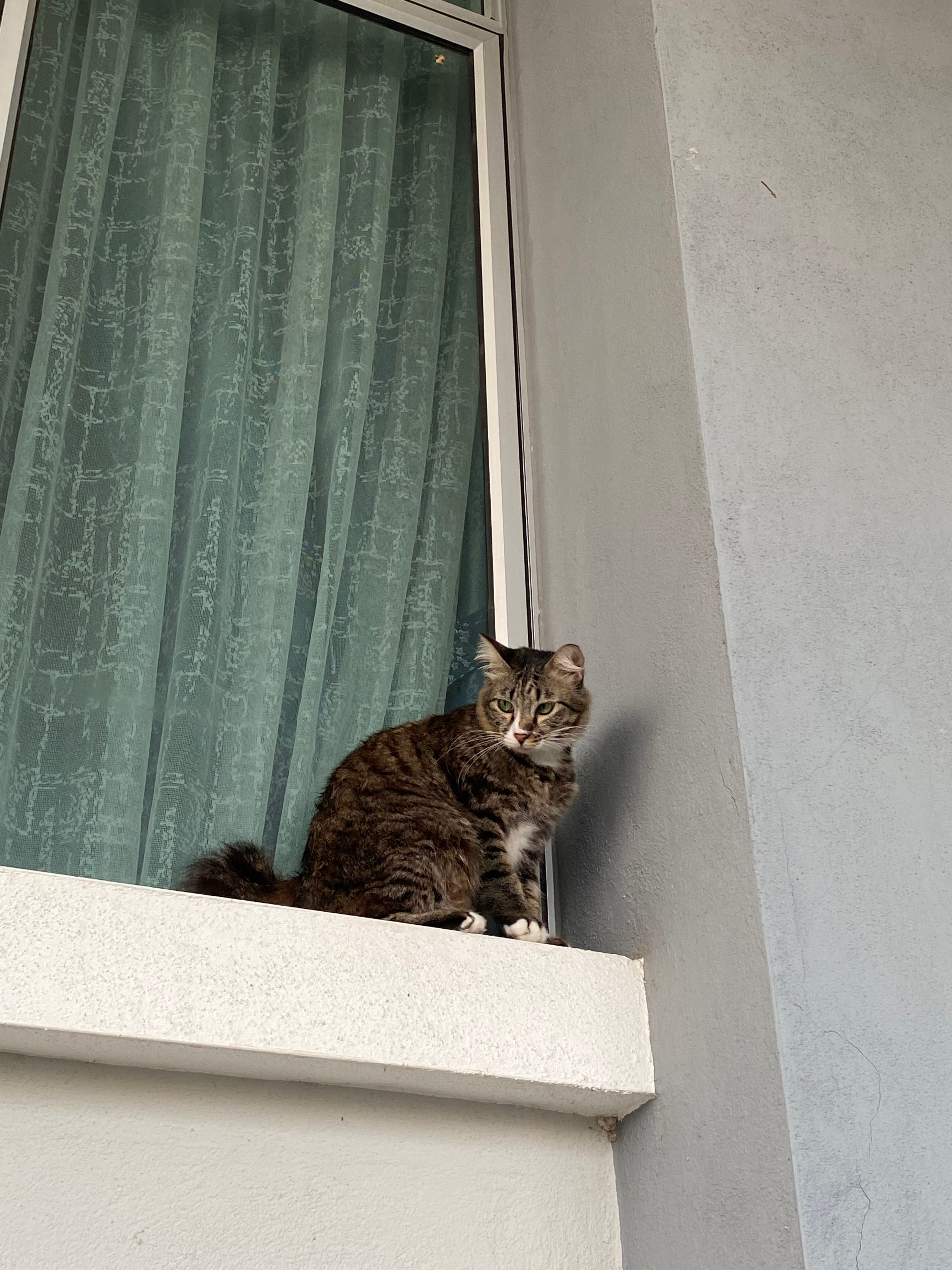 daisy - 25200, Kuantan