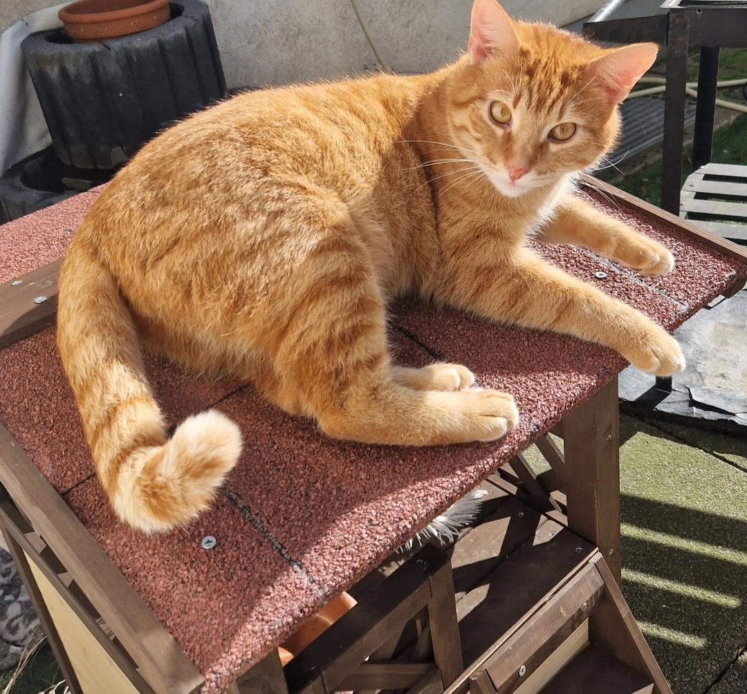 Sultan - Gutenbergstraße, Darmstadt