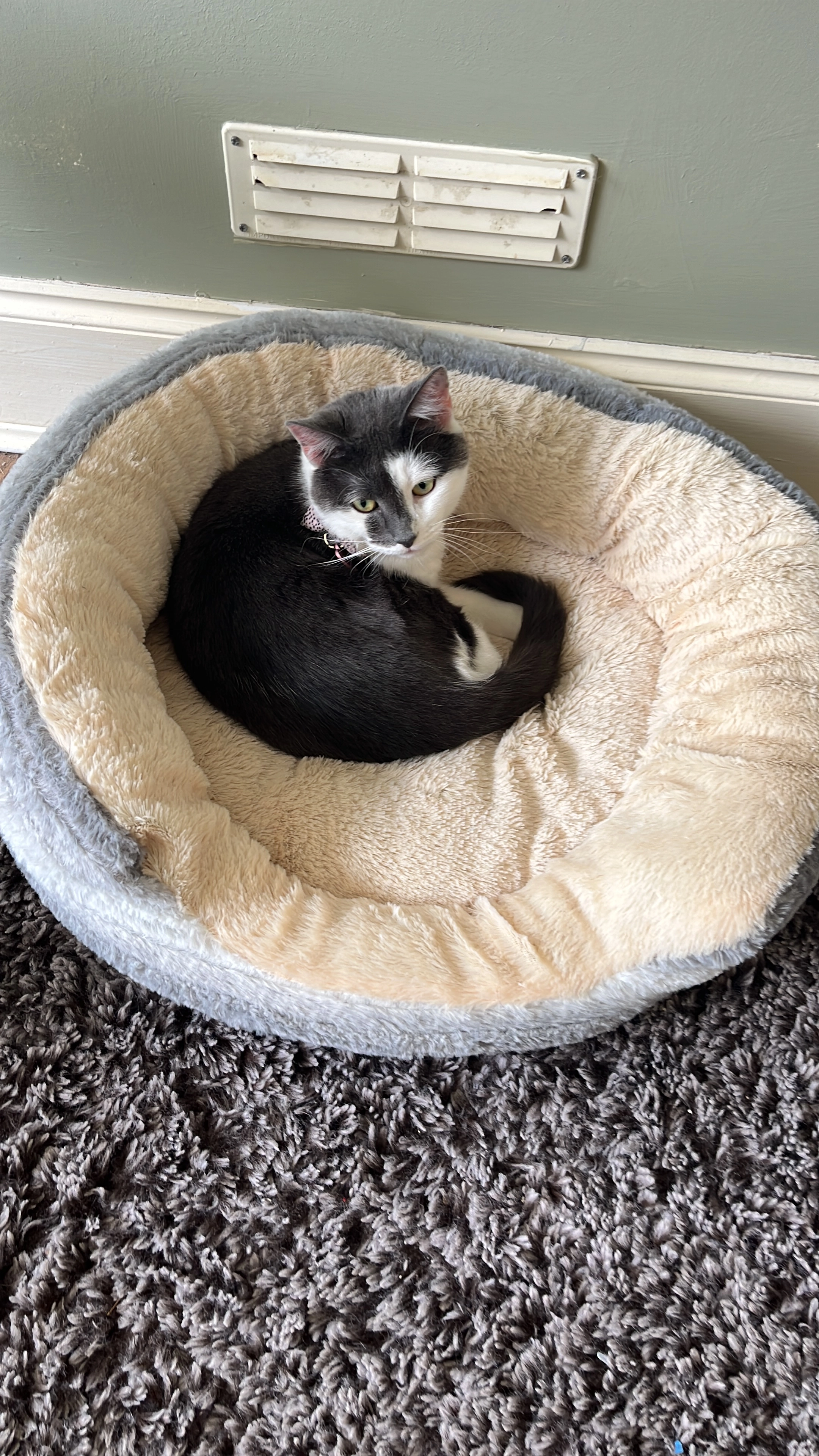 Mochi - Elfed Avenue, Penarth