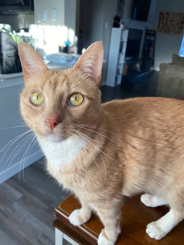 Ollie - Oak Creek Lane, Bedford