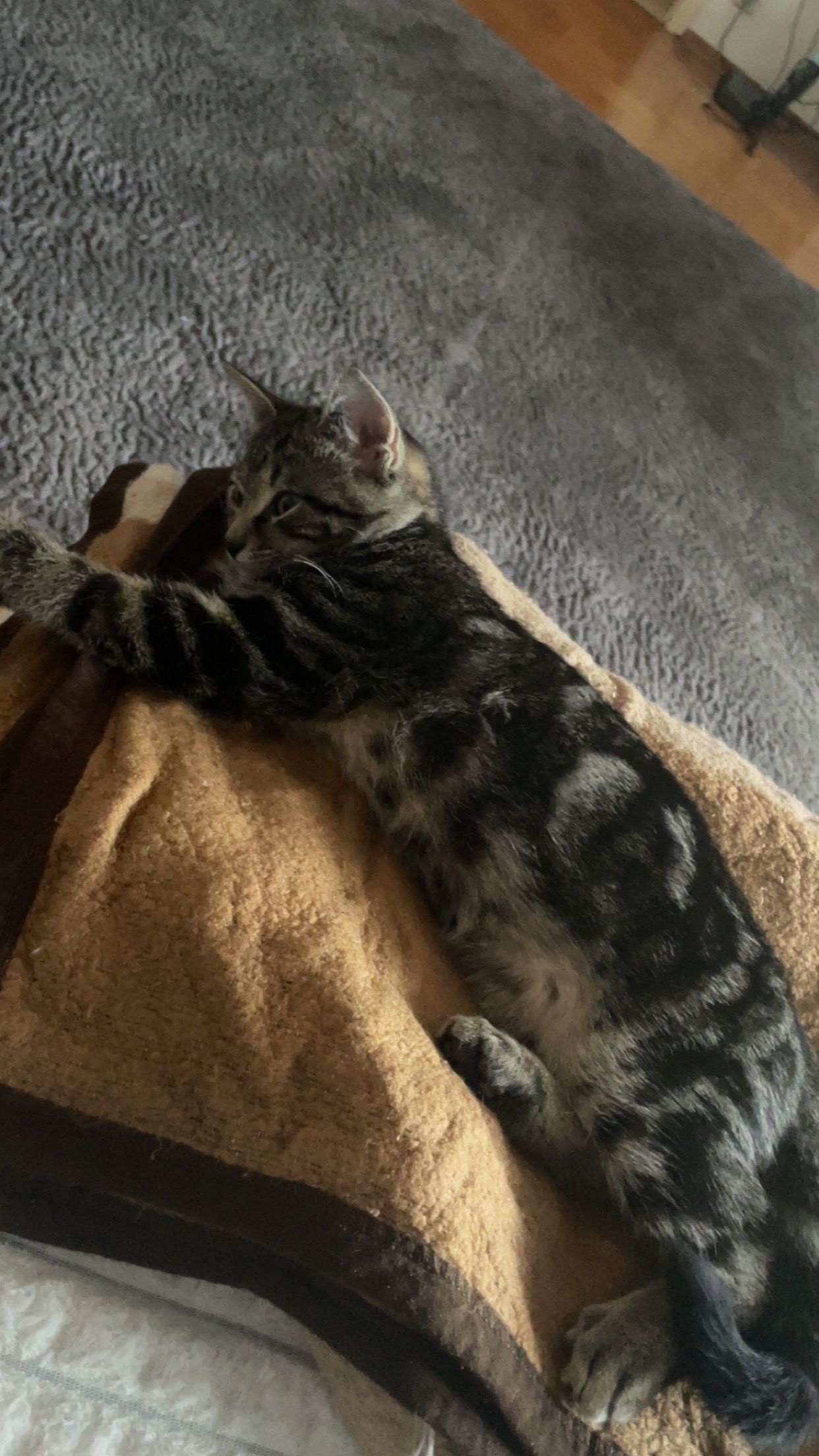 Bandit - Grünaustraße, Passau