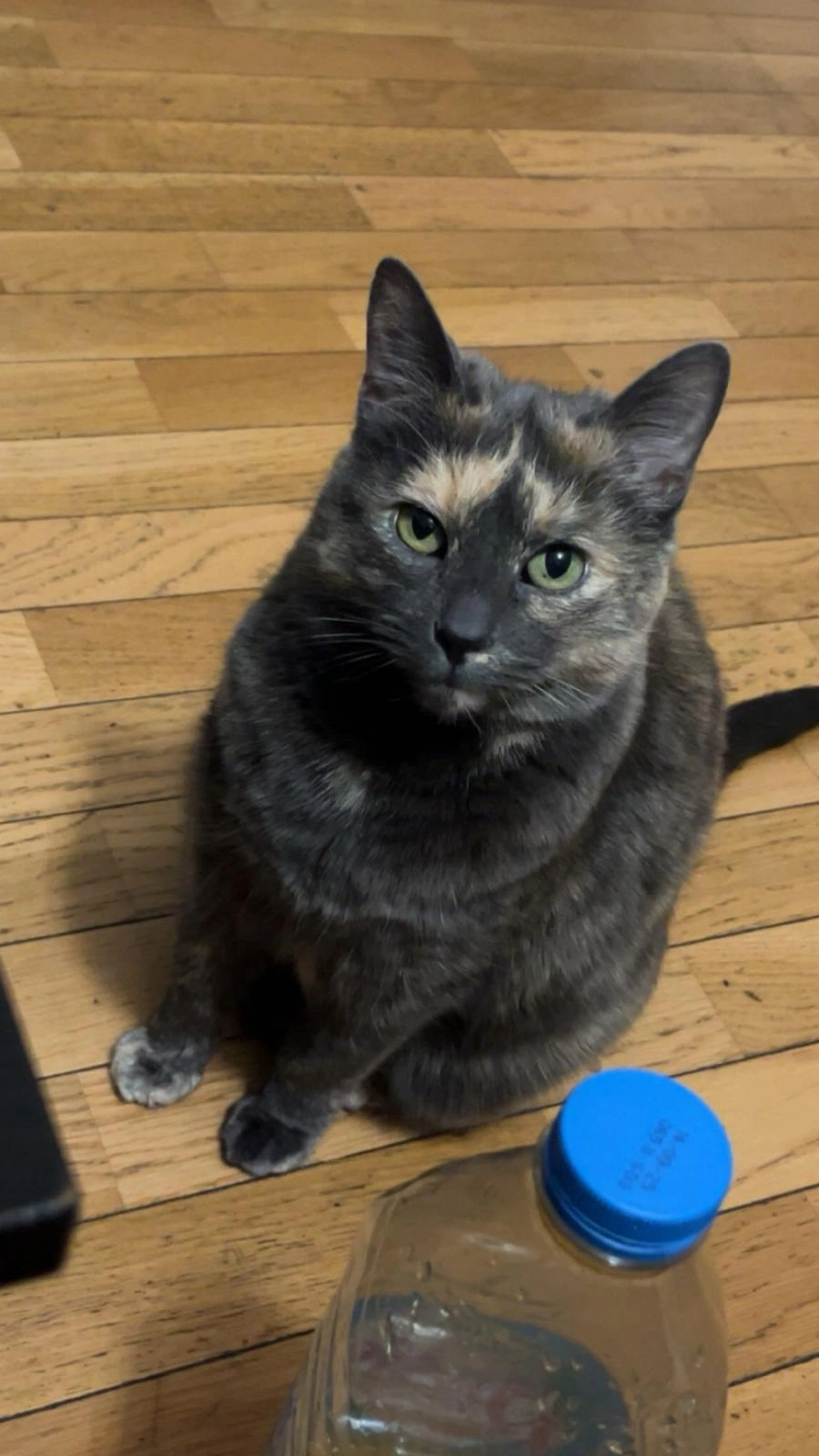 Minette - Allée Auguste Rodin, Carnoux-en-Provence