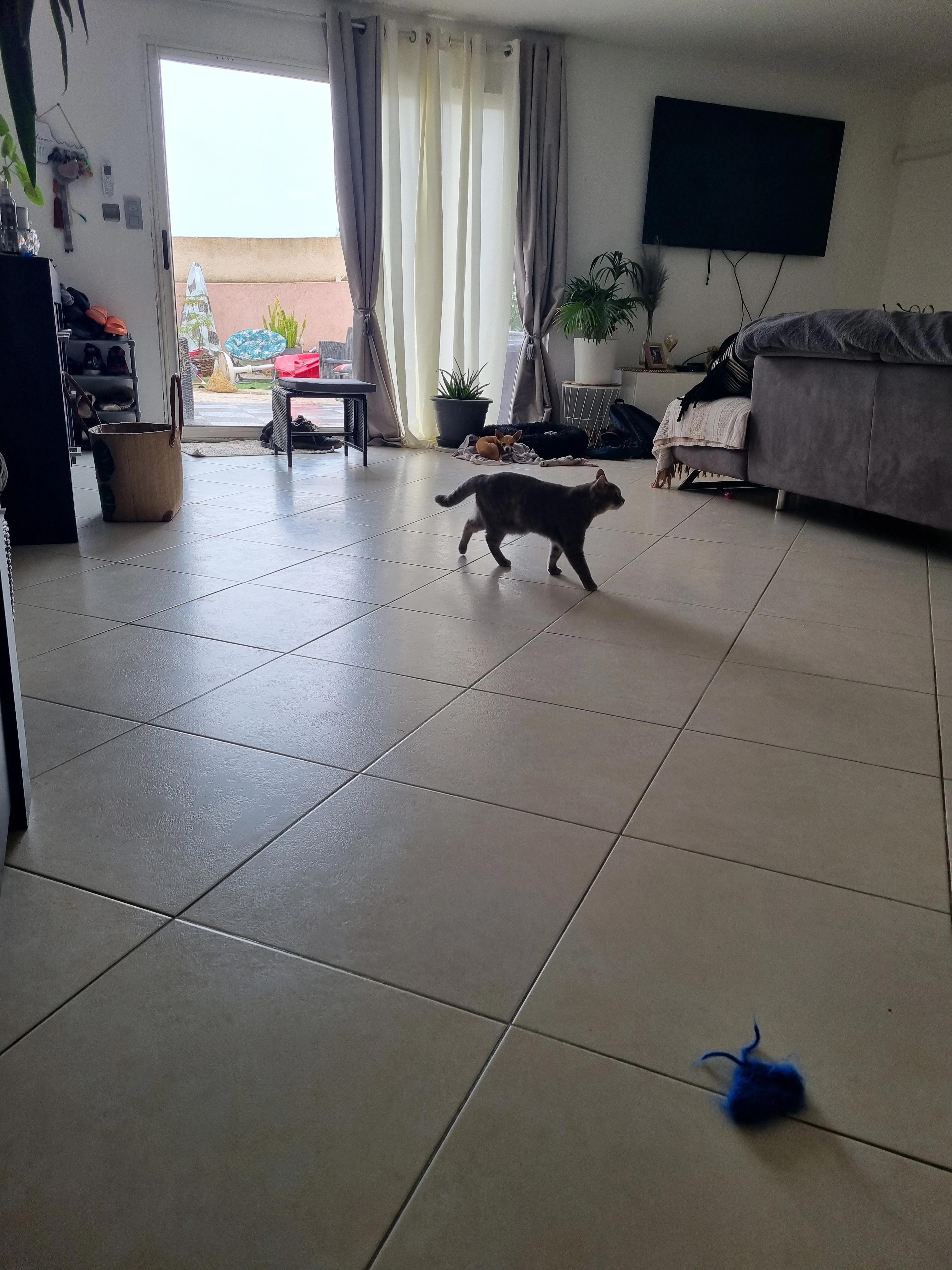 Tigrou - 3 Chemin de la Plaine Saint-Martin, Martigues