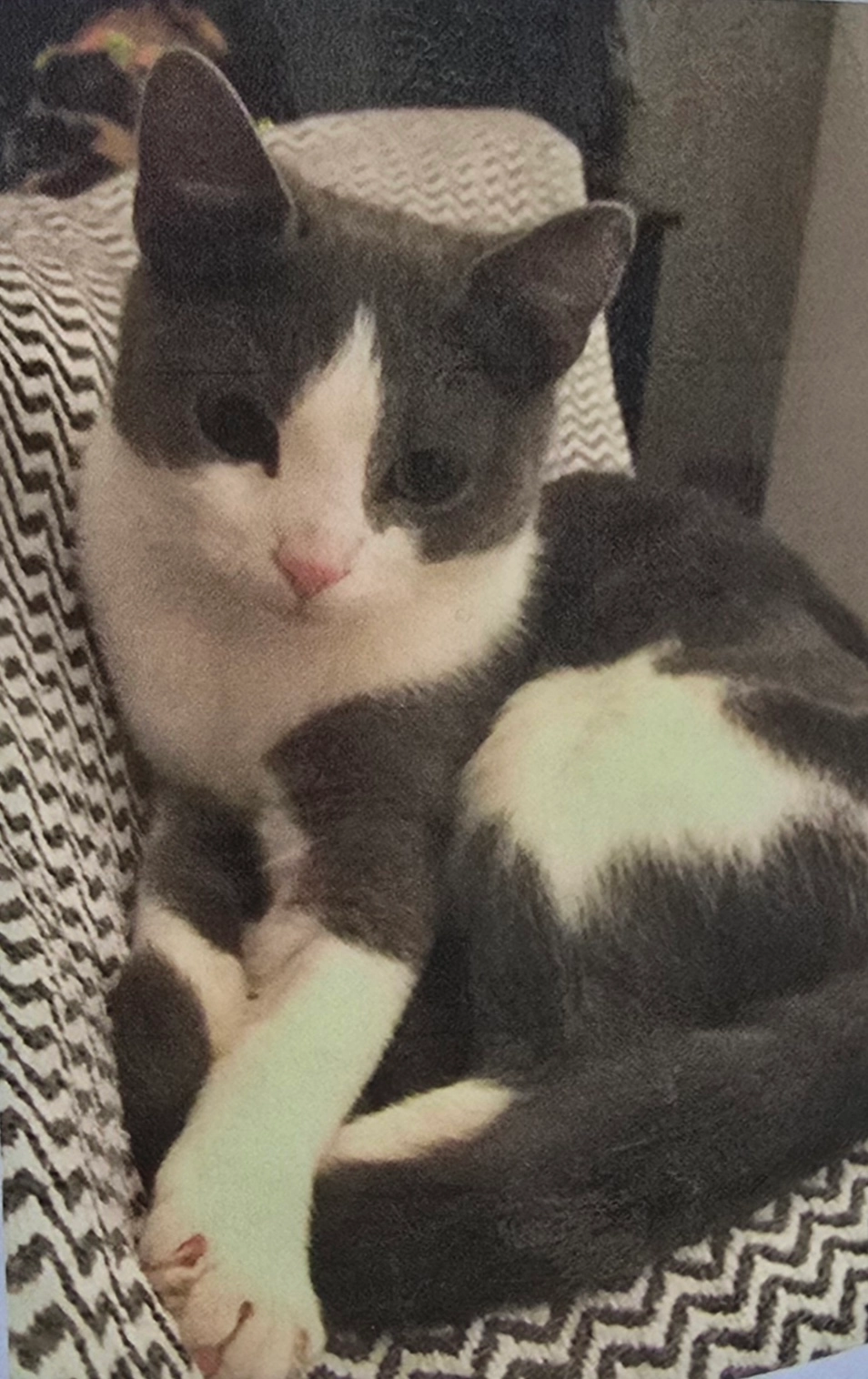 Luna  - Rockley Road, Poole