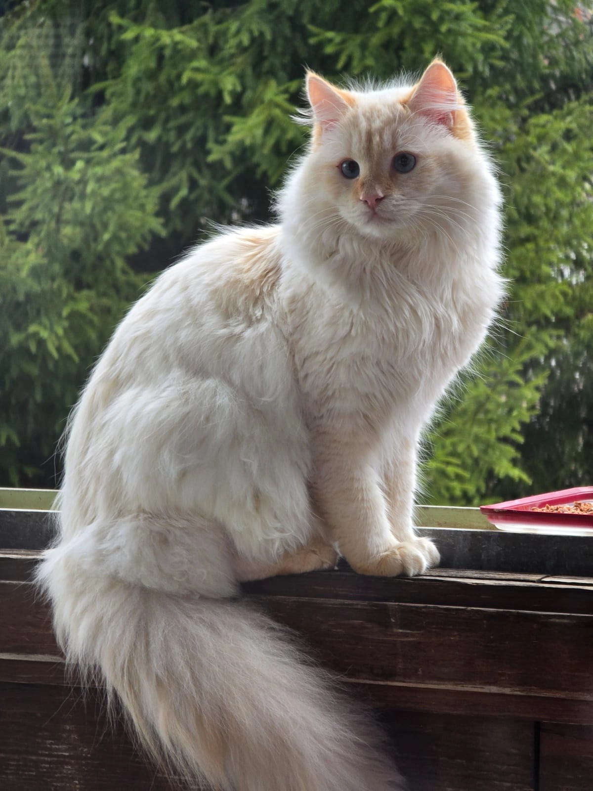 Lino - Villacher Straße 54, Velden am Wörther See