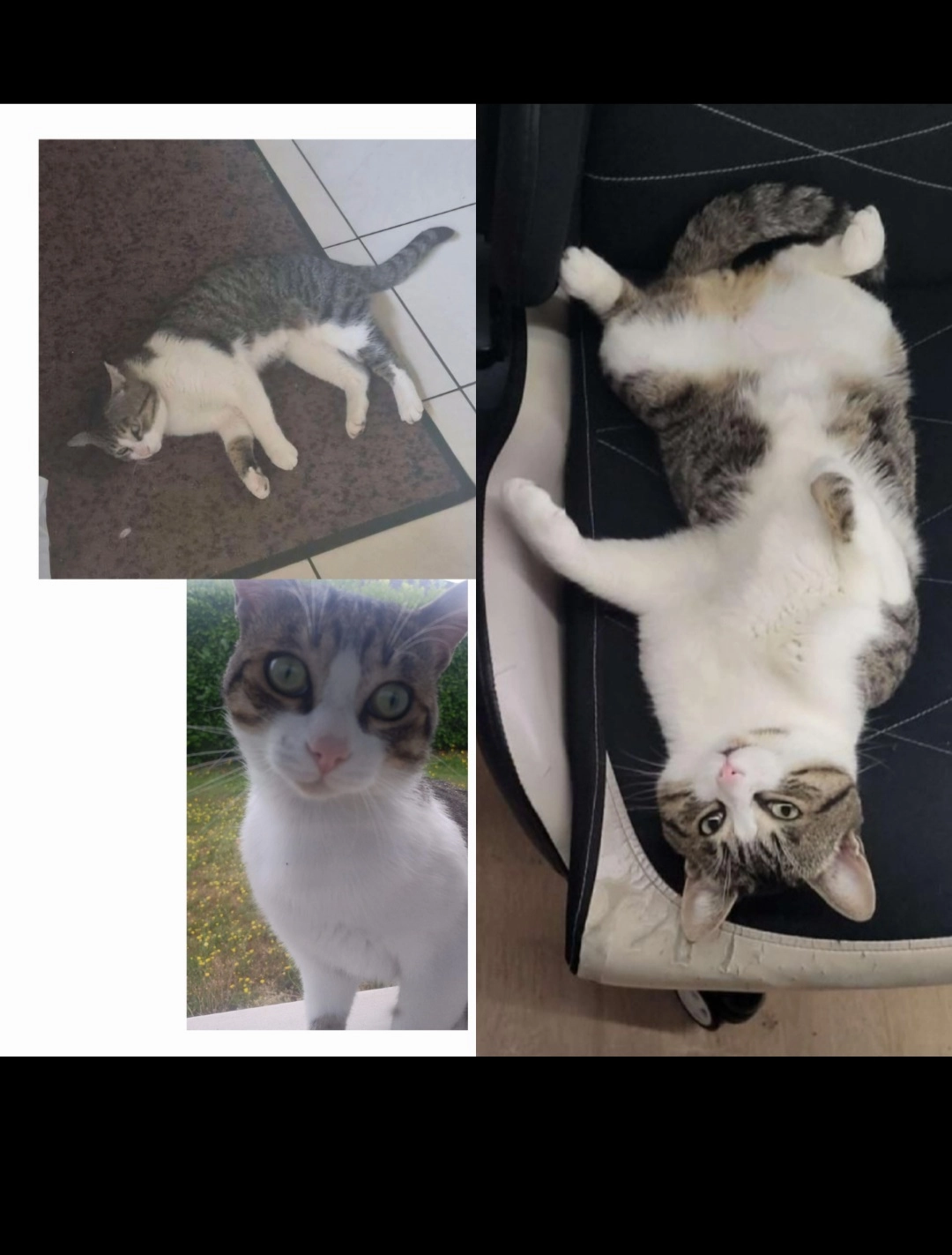 Tsuky  - Sterrenlaan, Hoeilaert