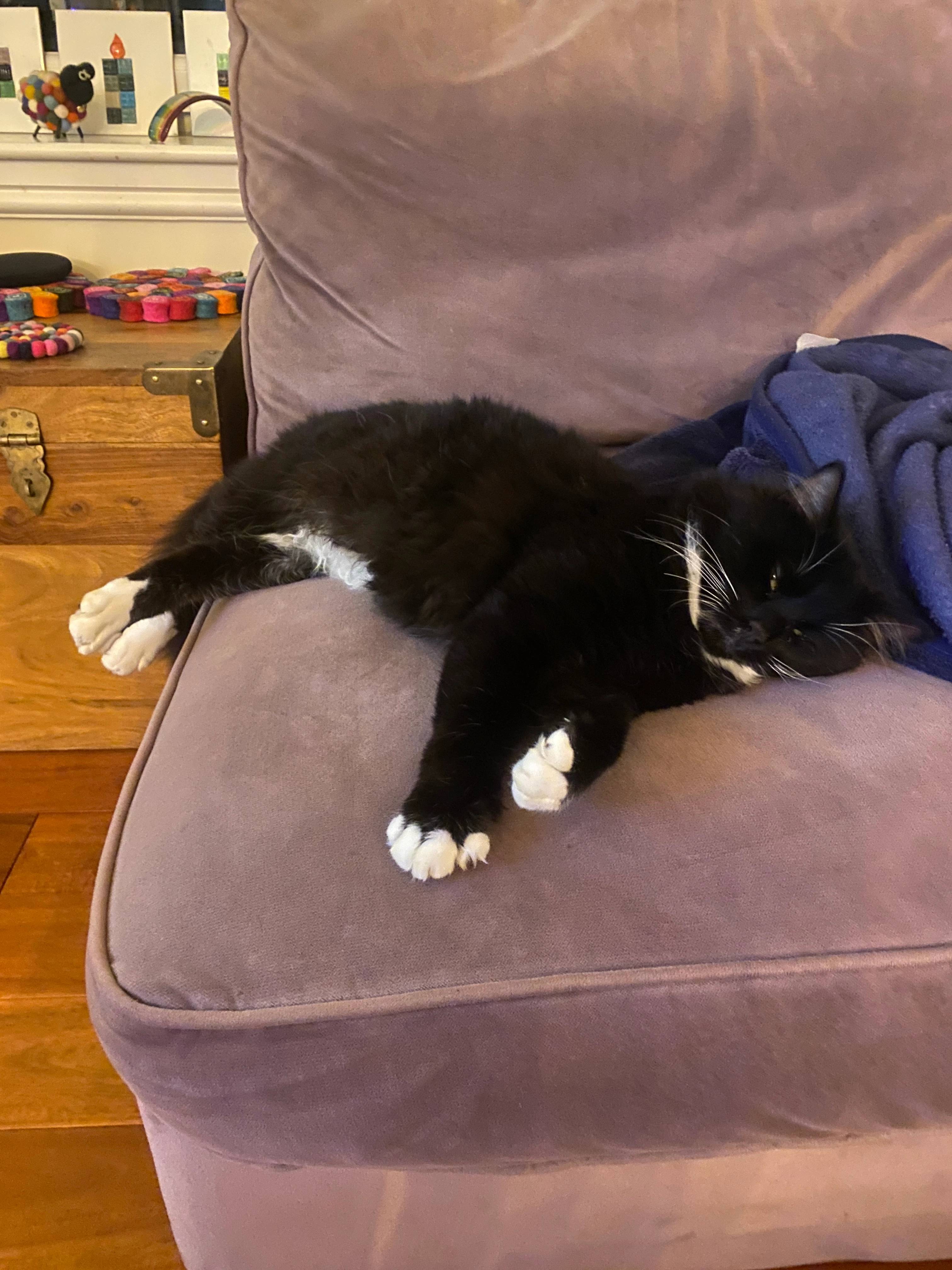 tommy - G72 8NE, Cambuslang