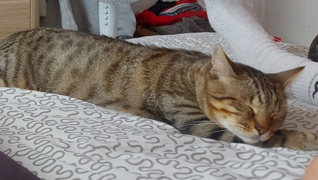 Loki - Allée De La Verne, Bédarrides