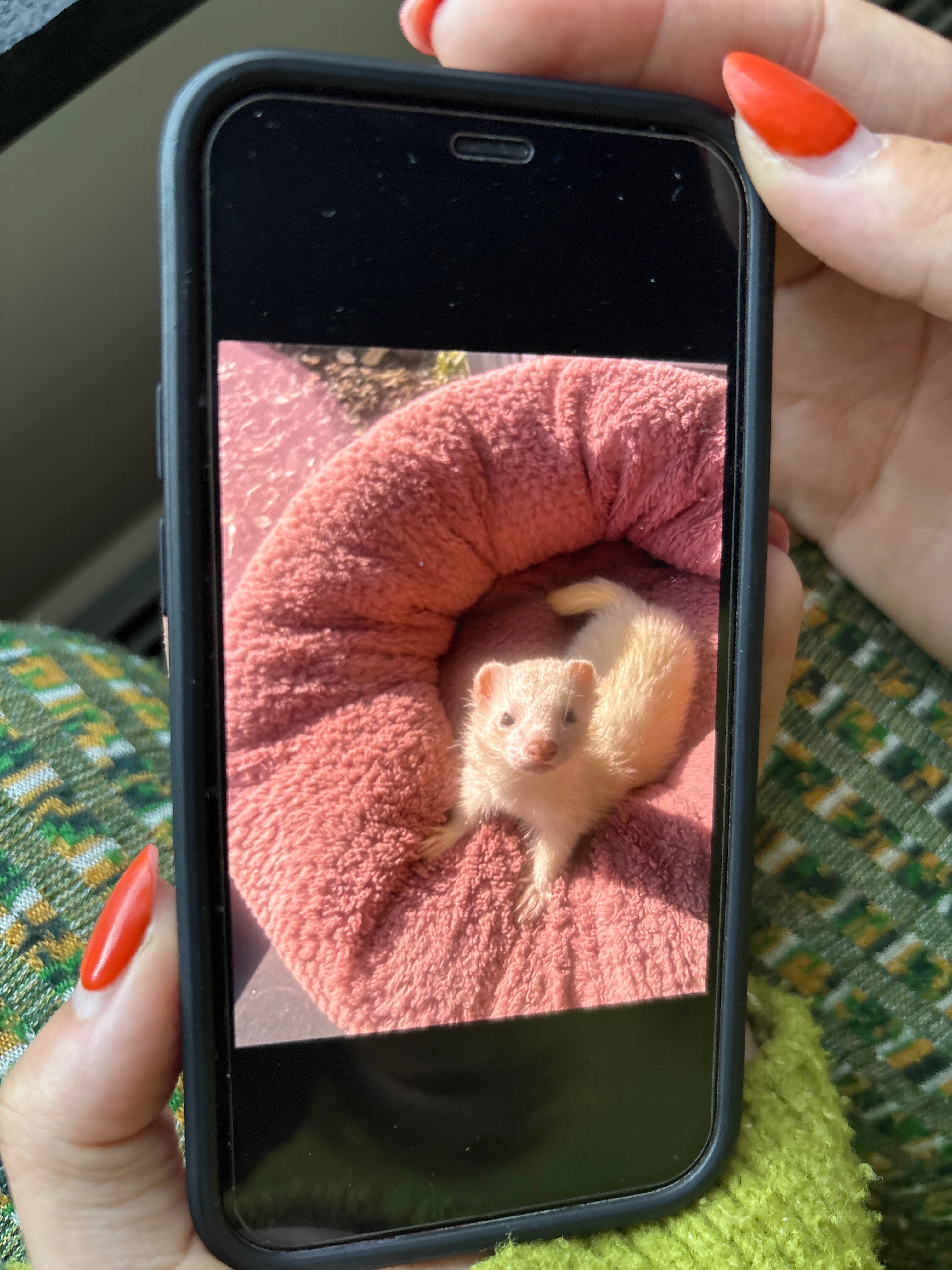 Pip - Sepulkrijnenlaan, Hasselt