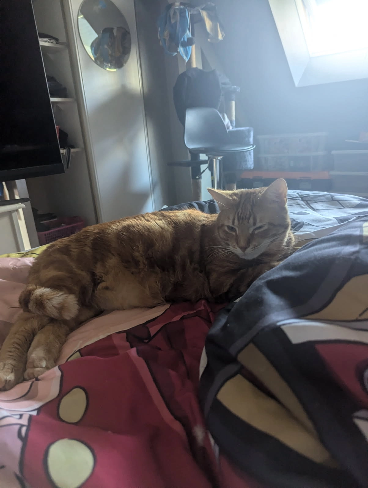 Shanks - 1 Rue des Arums, Mordelles