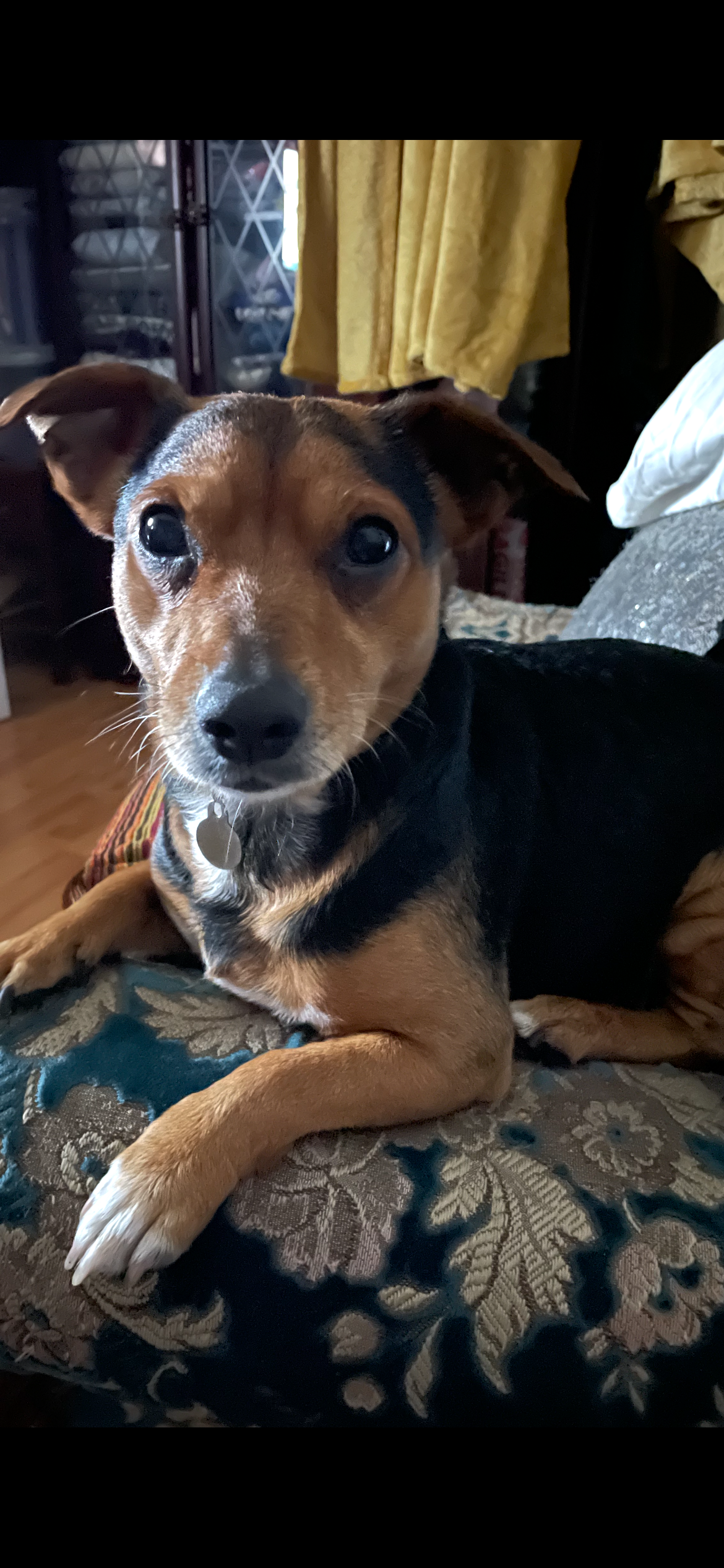 Zappa - Burges Road, London