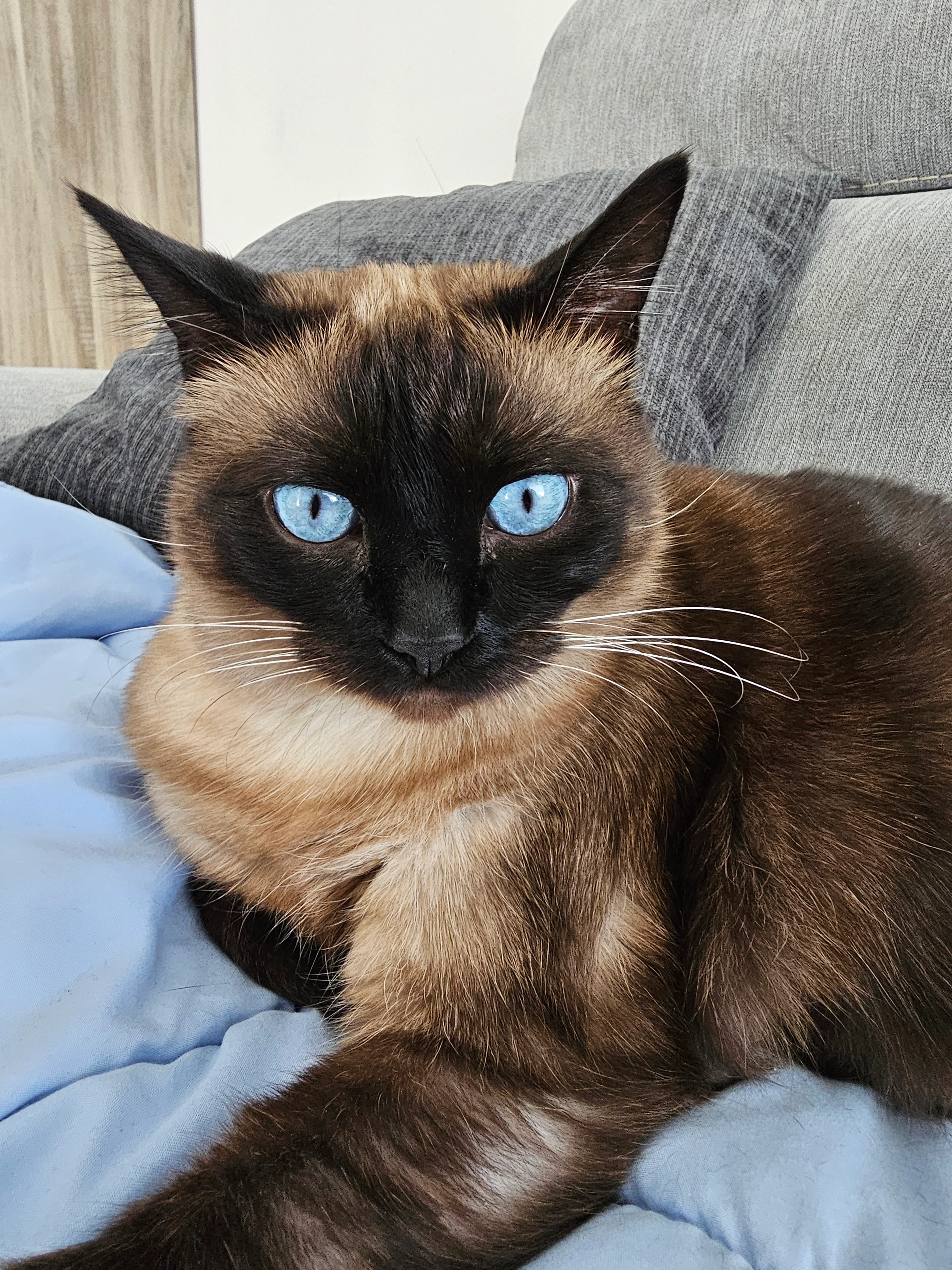 Ruby - 22970, Ploumagoar