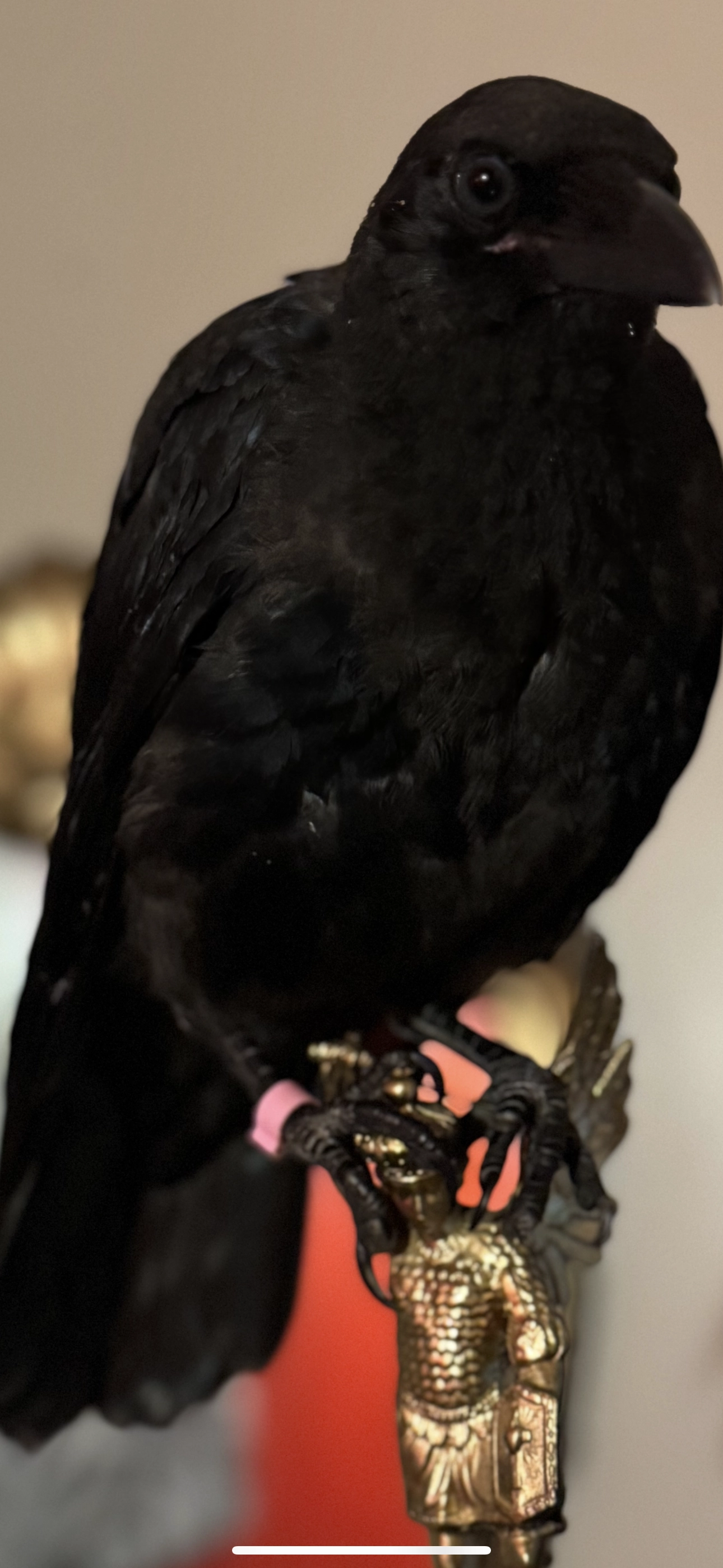 Missing Cat - Chemin des Béallières de la Petite Loire, Andrézieux-Bouthéon