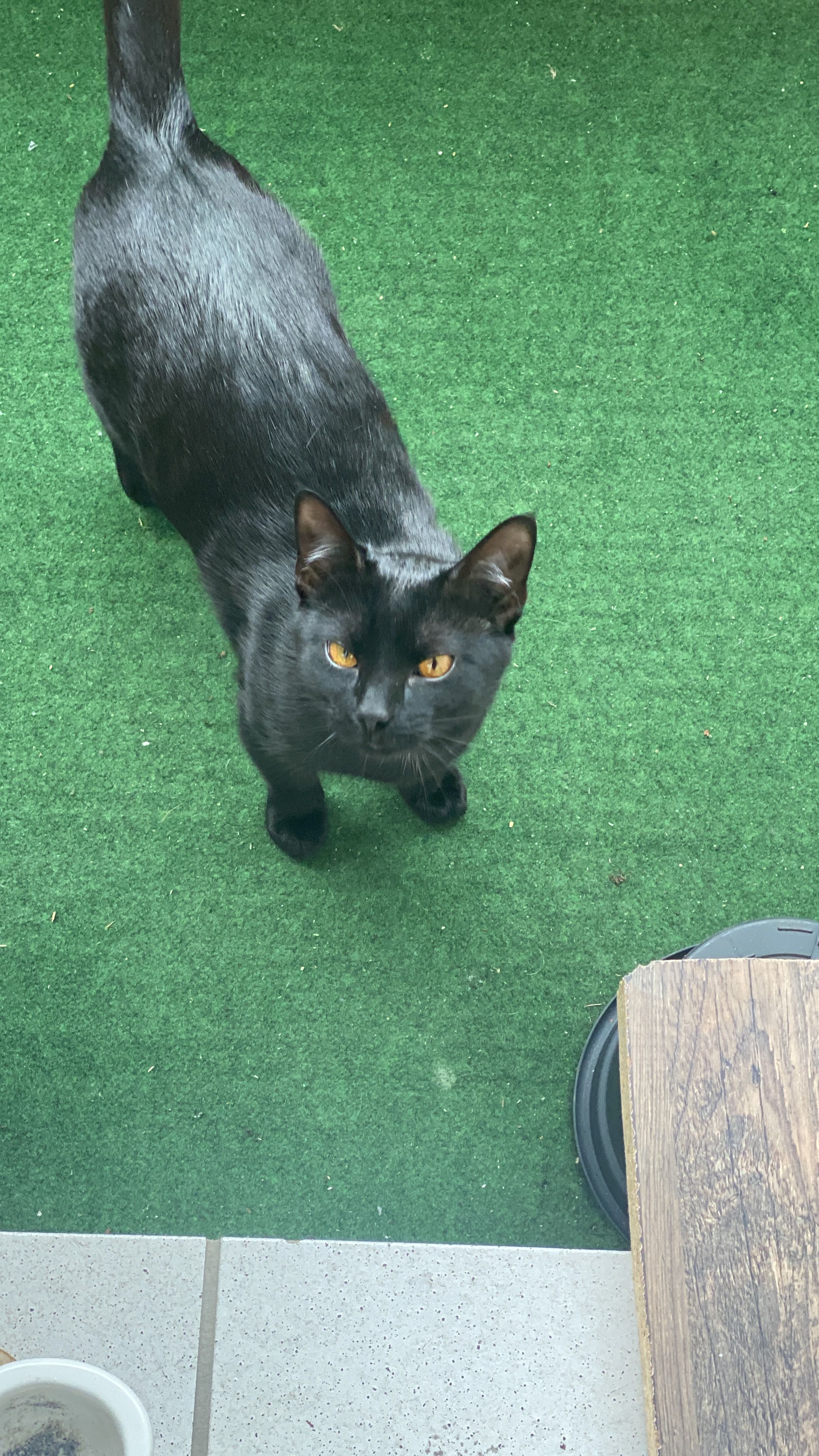 Harry - Dr.-Albert-Schweitzer-Straße, Lübbenau